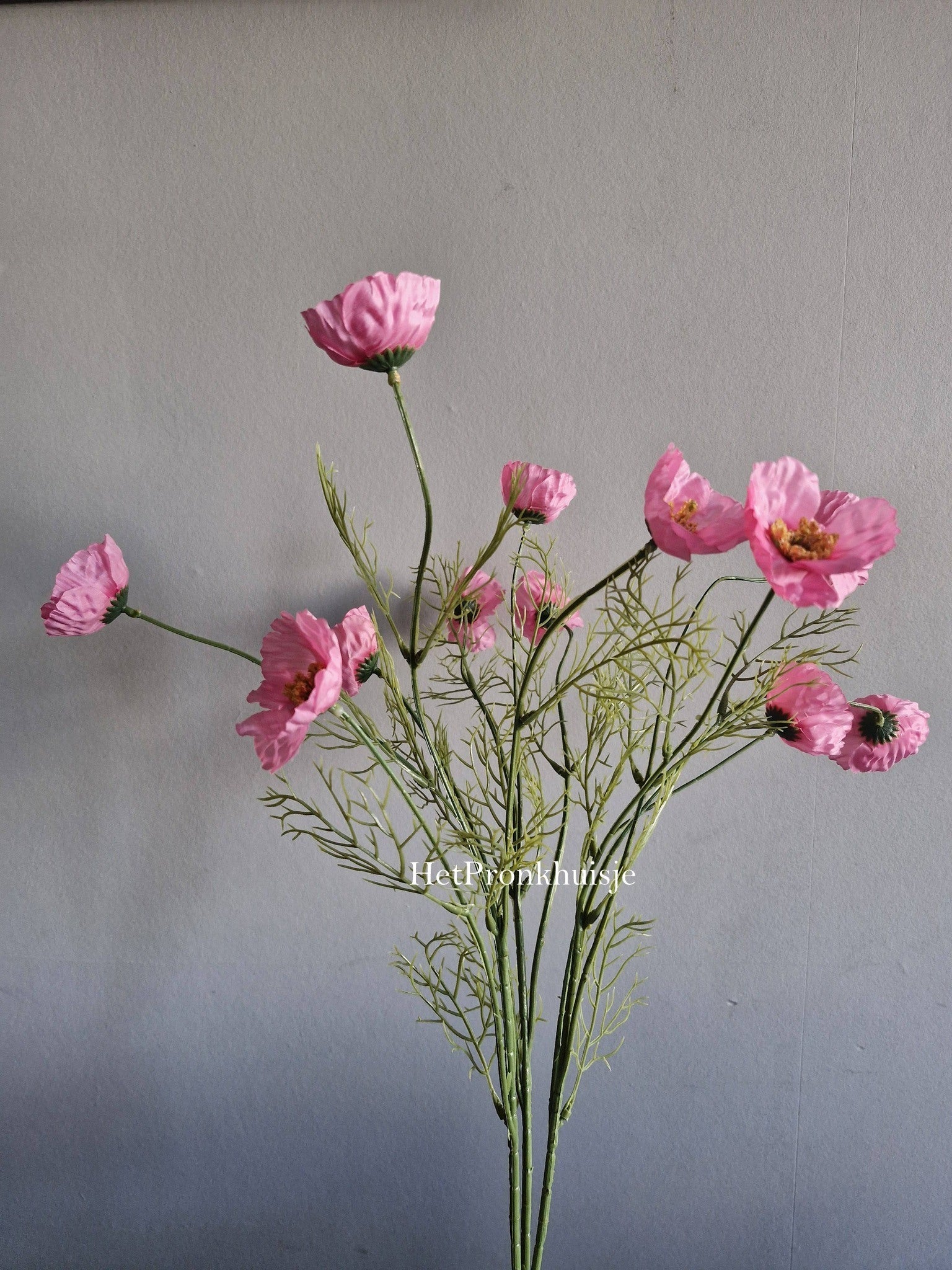 Cosmea tak. Roze