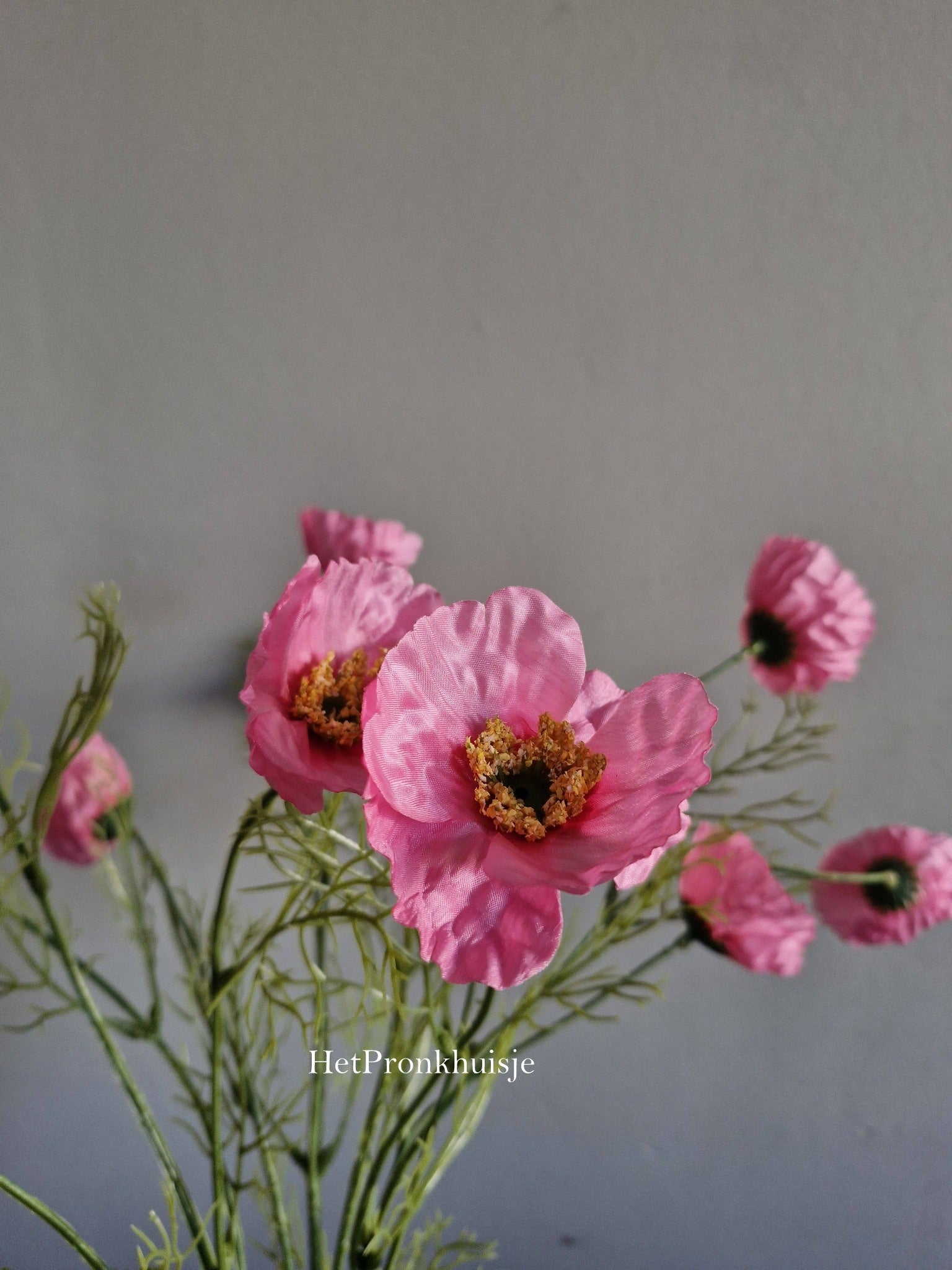 Cosmea tak. Roze