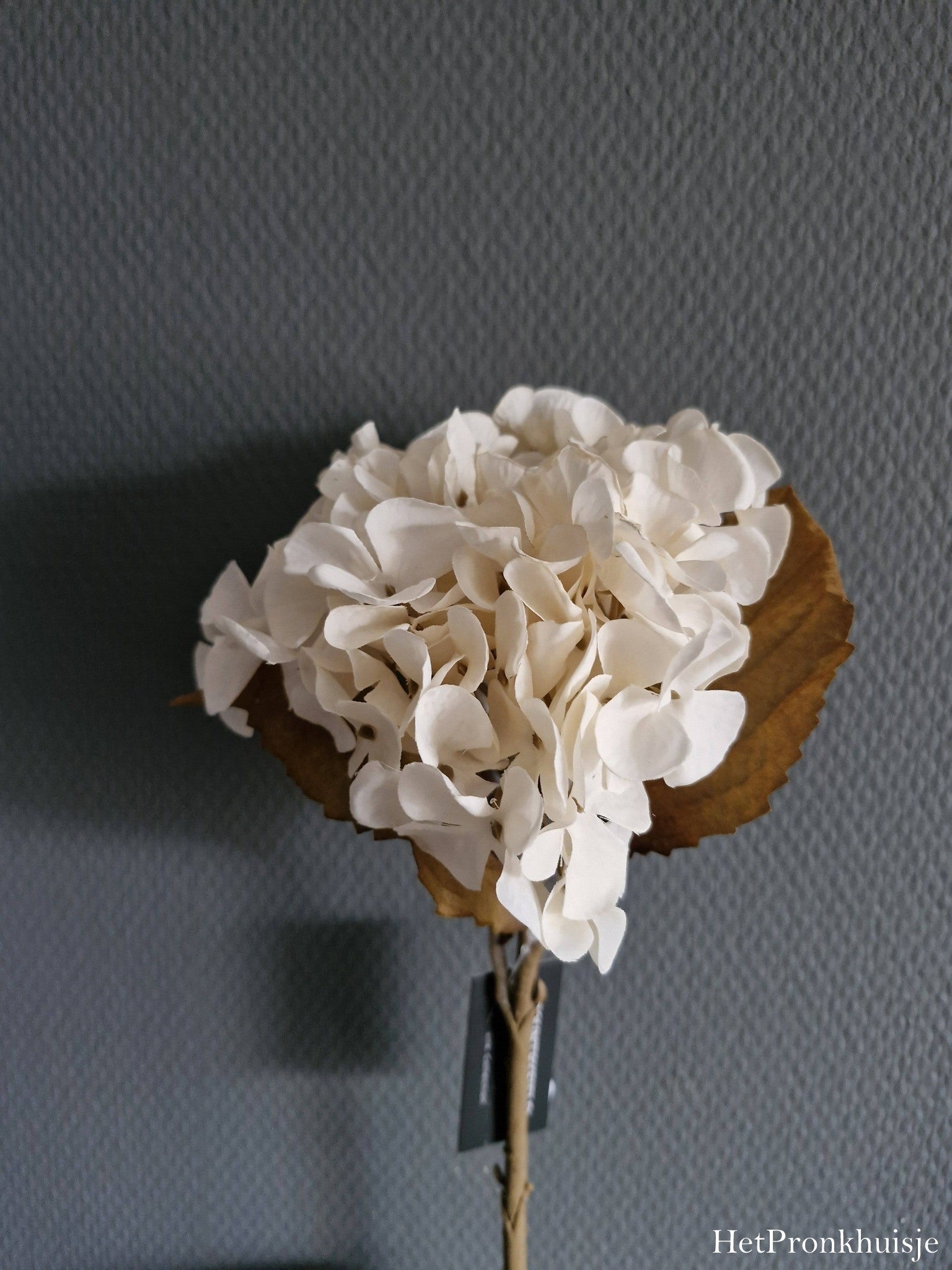 Countryfield. Hortensia wit