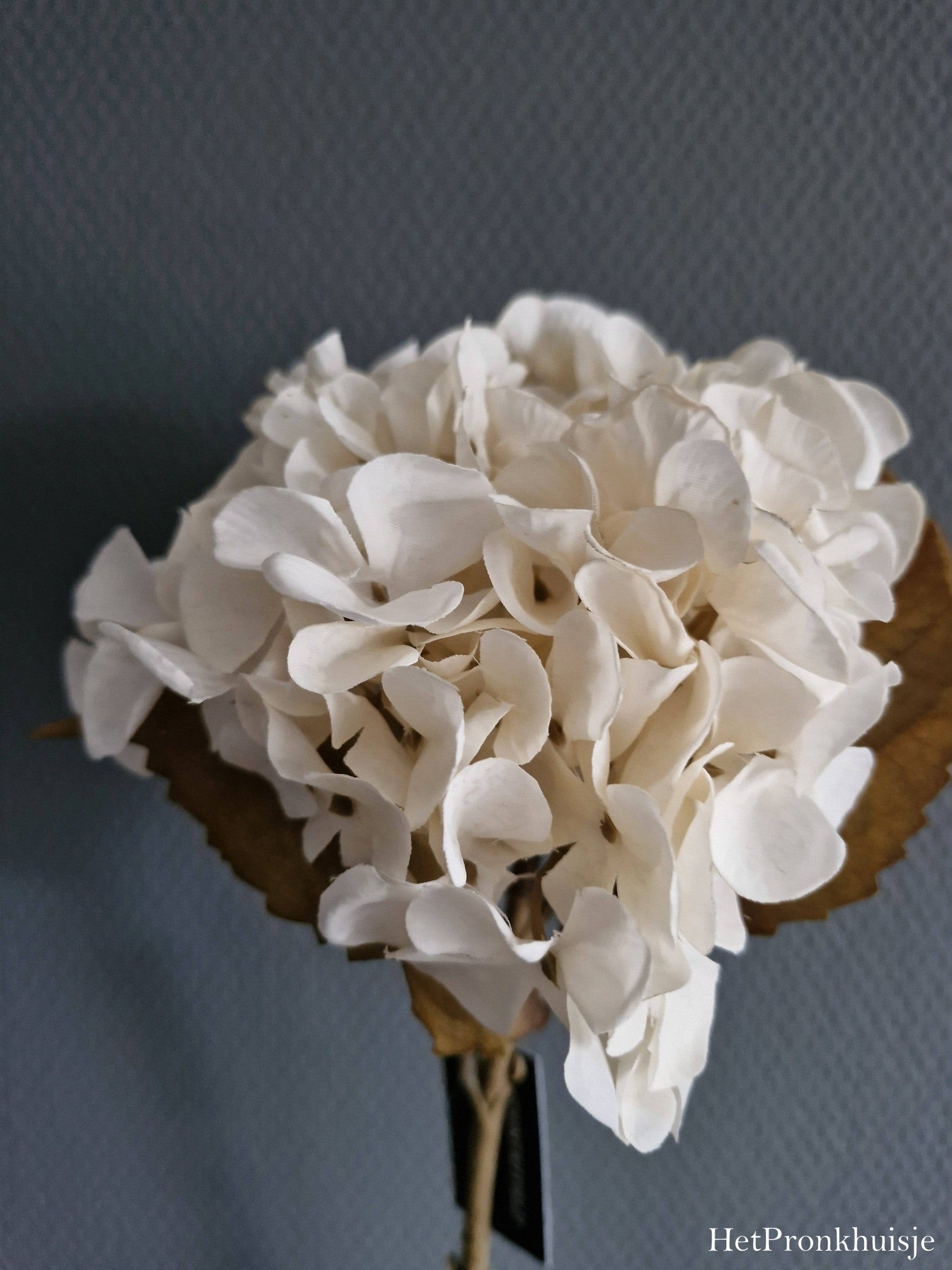Countryfield. Hortensia wit