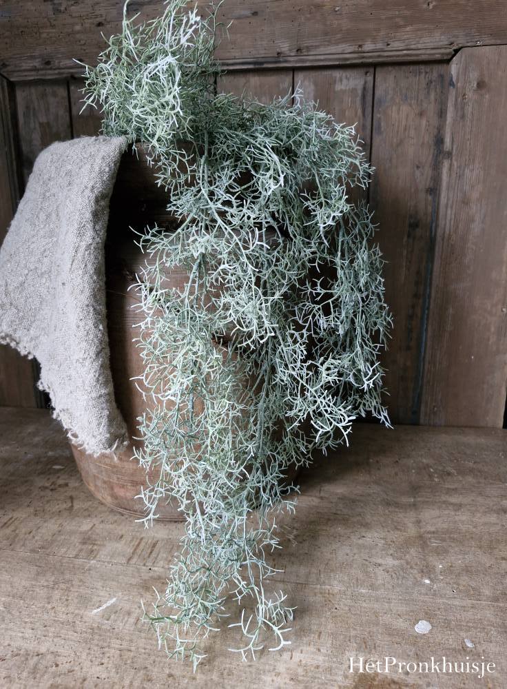 Countryfield. Tillandsia groen