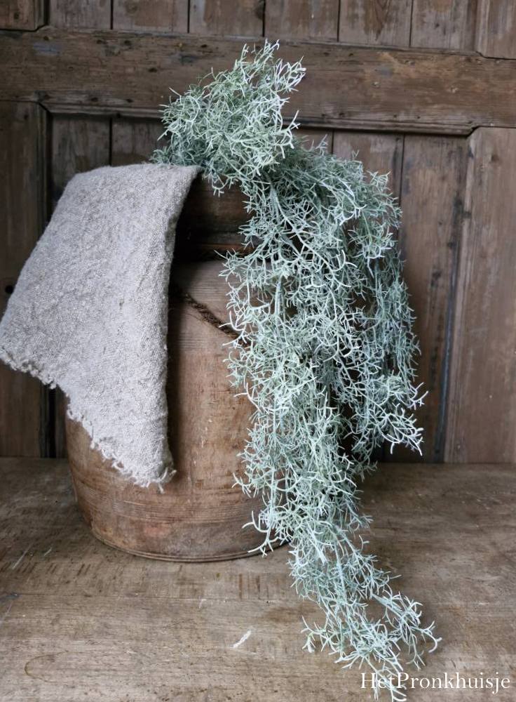 Countryfield. Tillandsia groen