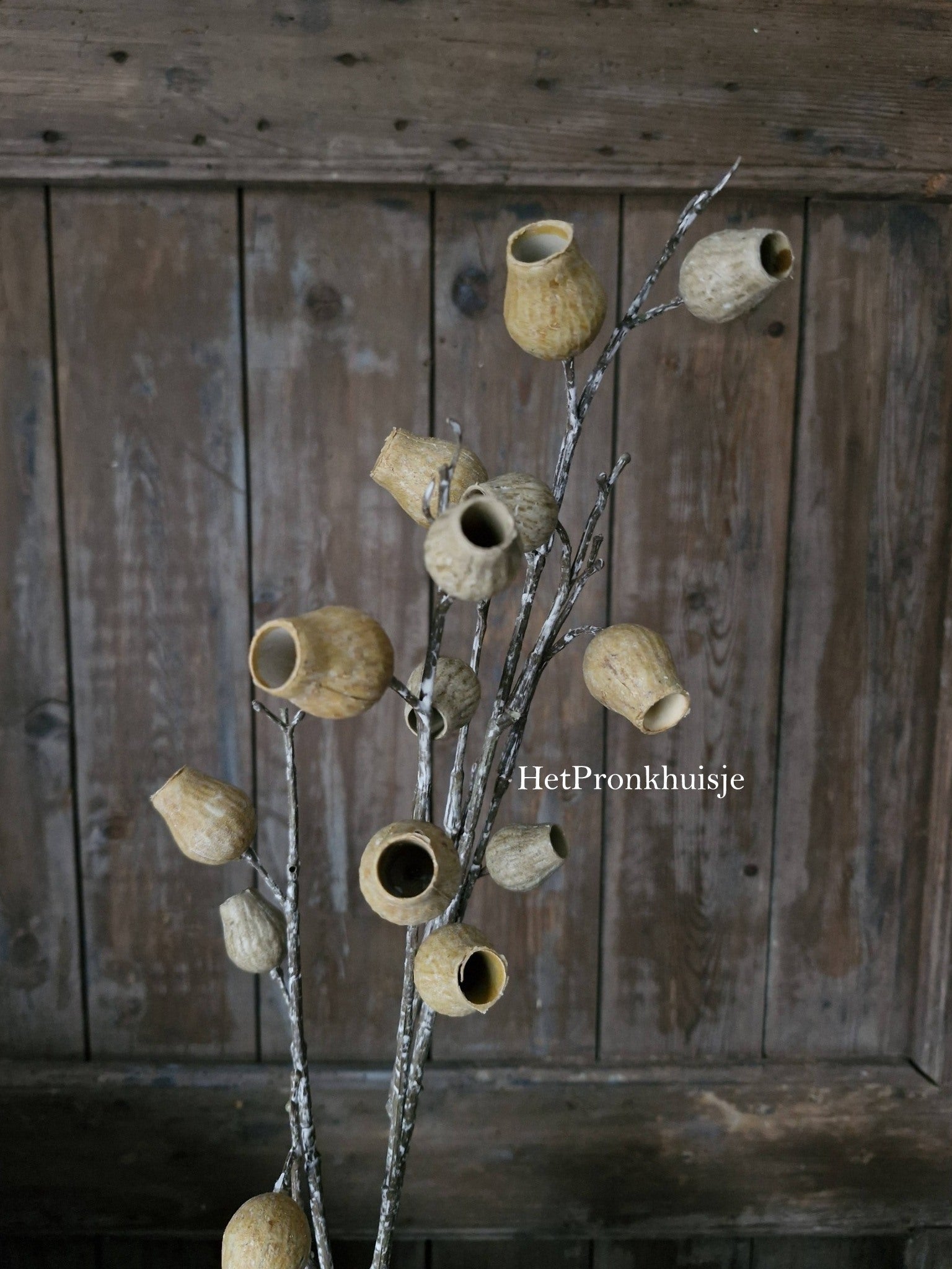 Eucalyptus Bells