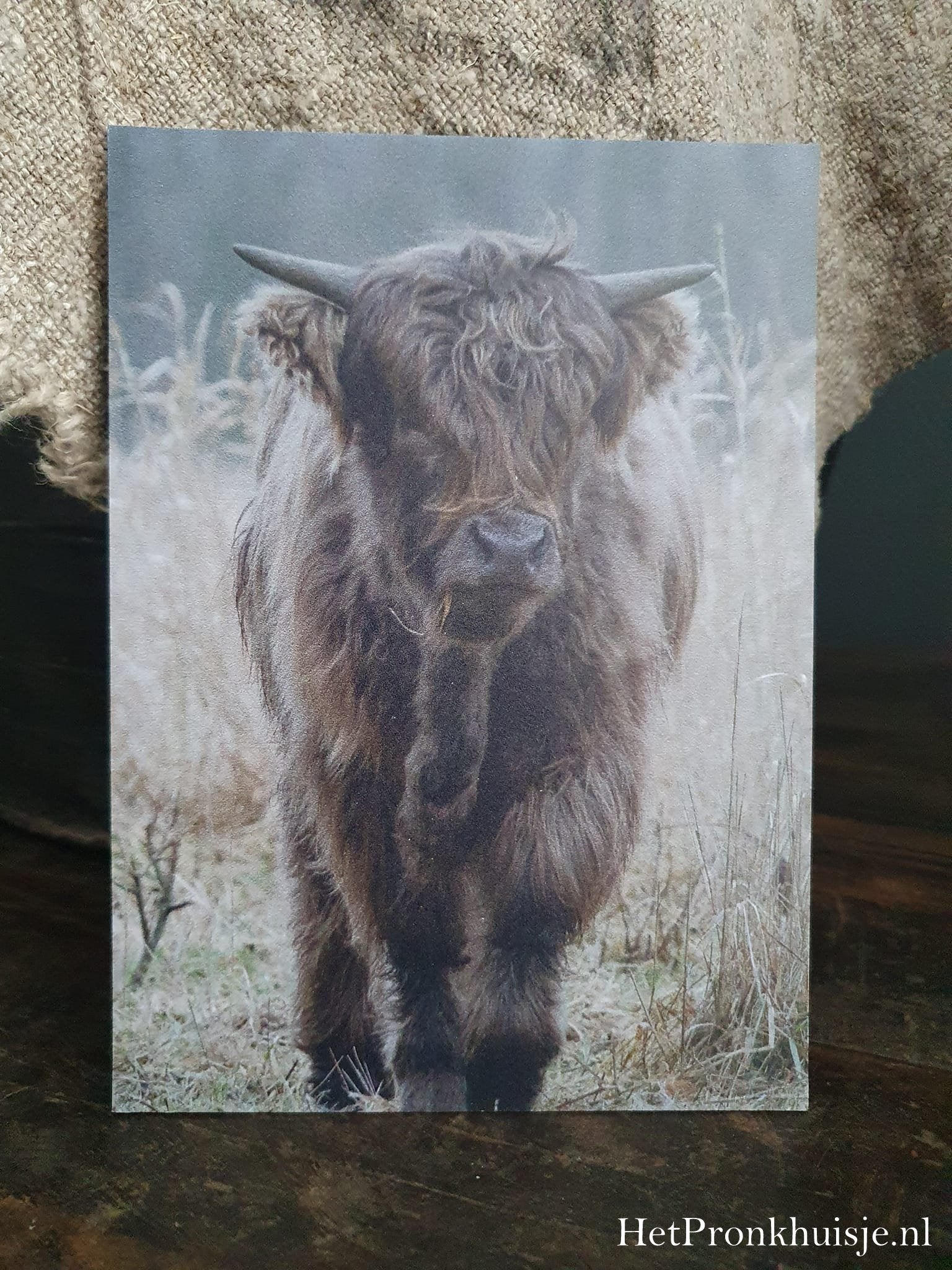 Fotokaart. Hooglander kalf
