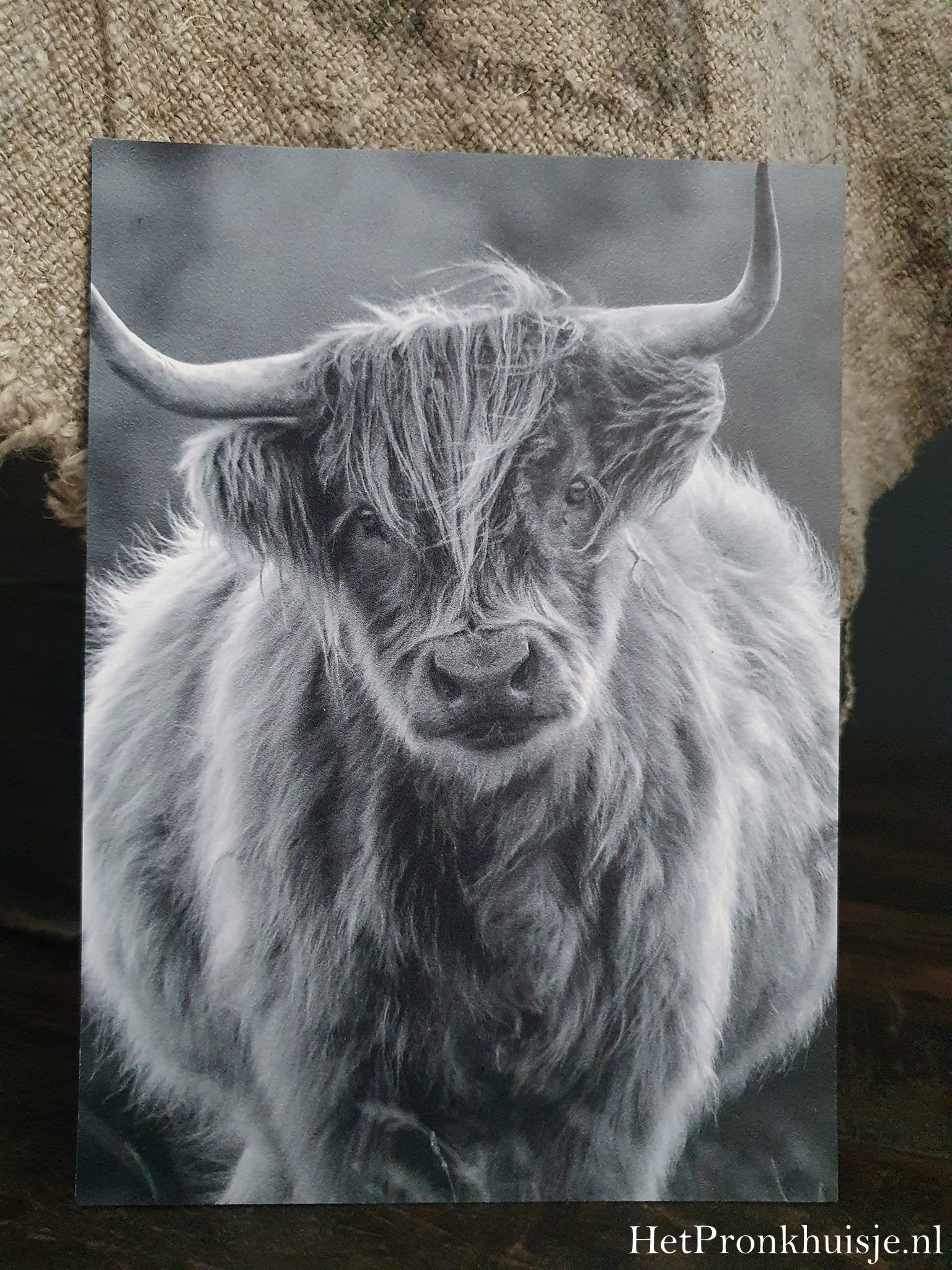 Fotokaart. Hooglander kalf. Zwart wit