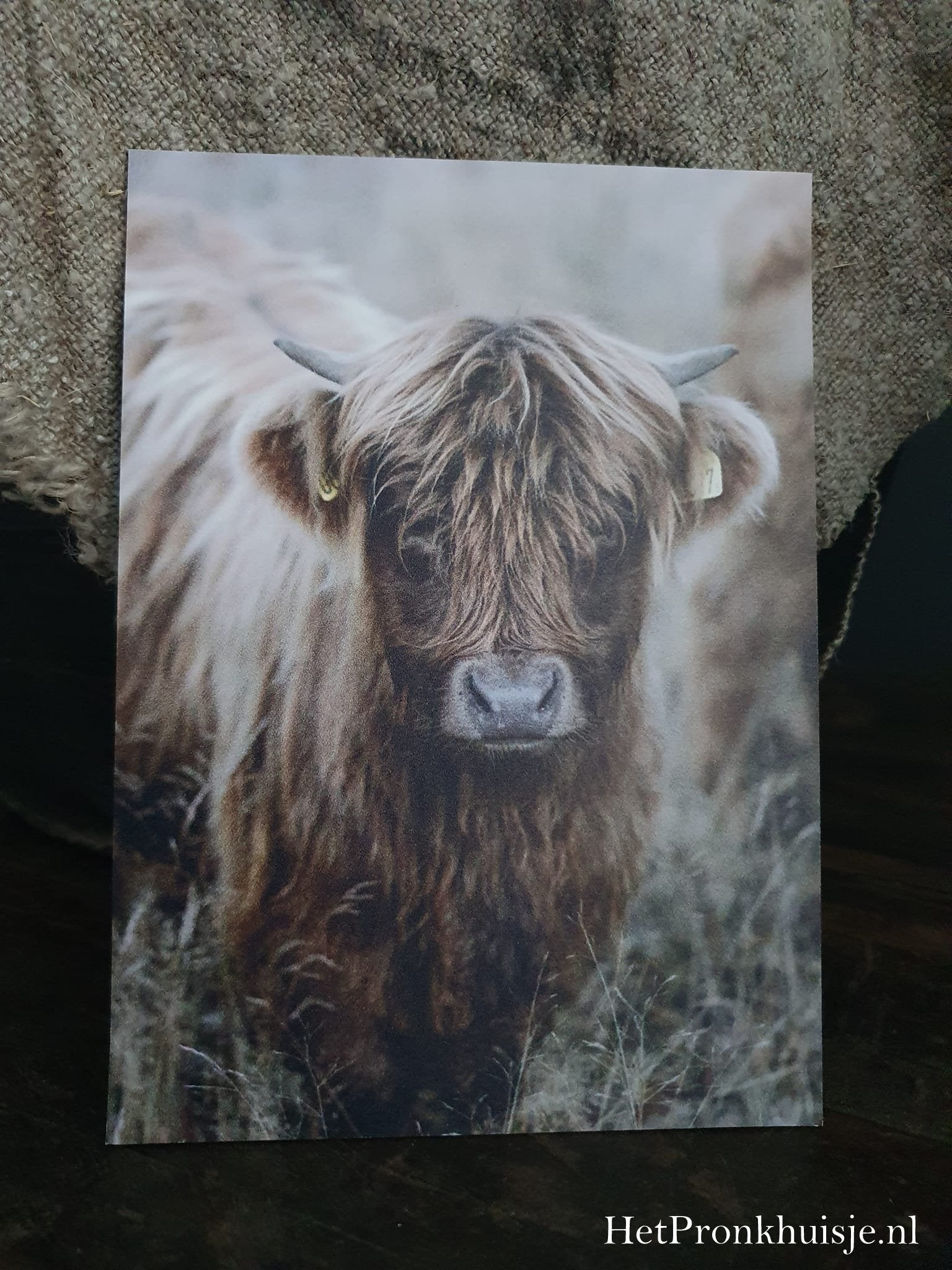 Fotokaart. Kalf hooglander