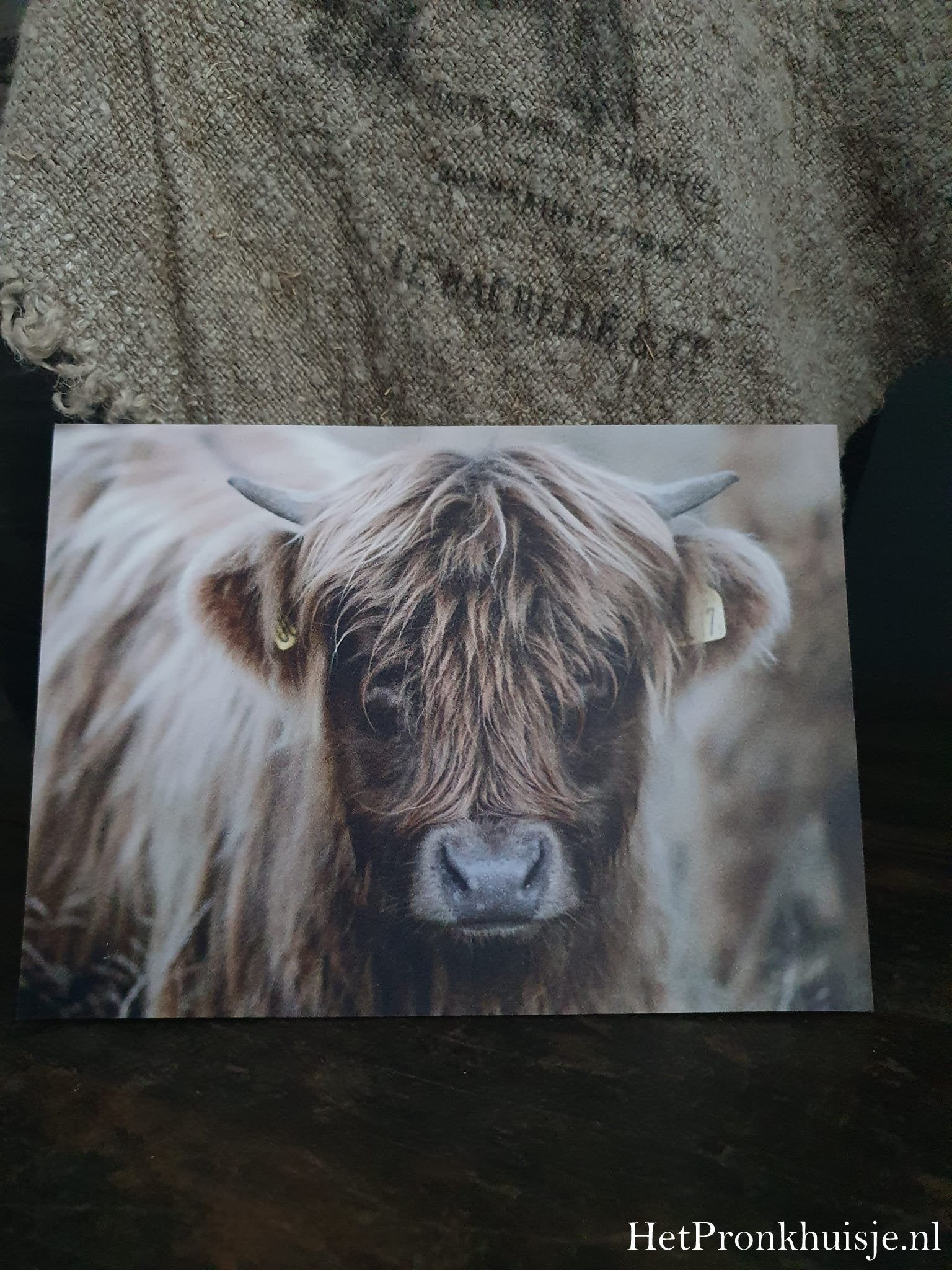 Fotokaart. Kop hooglander kalf.