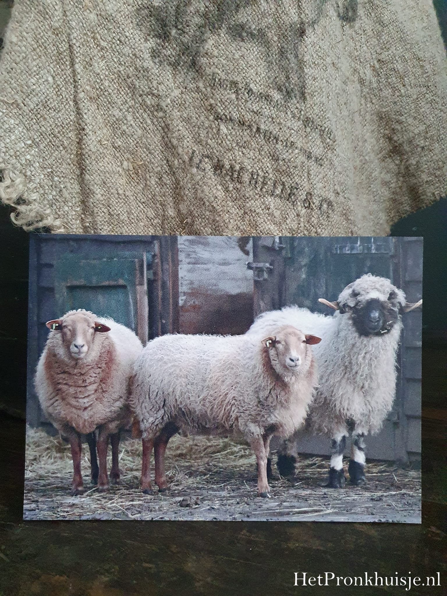 Fotokaart. 3 Schapen