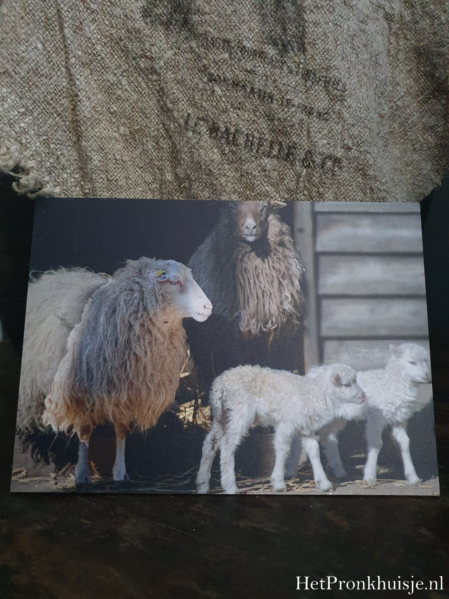 Fotokaart. Schapen