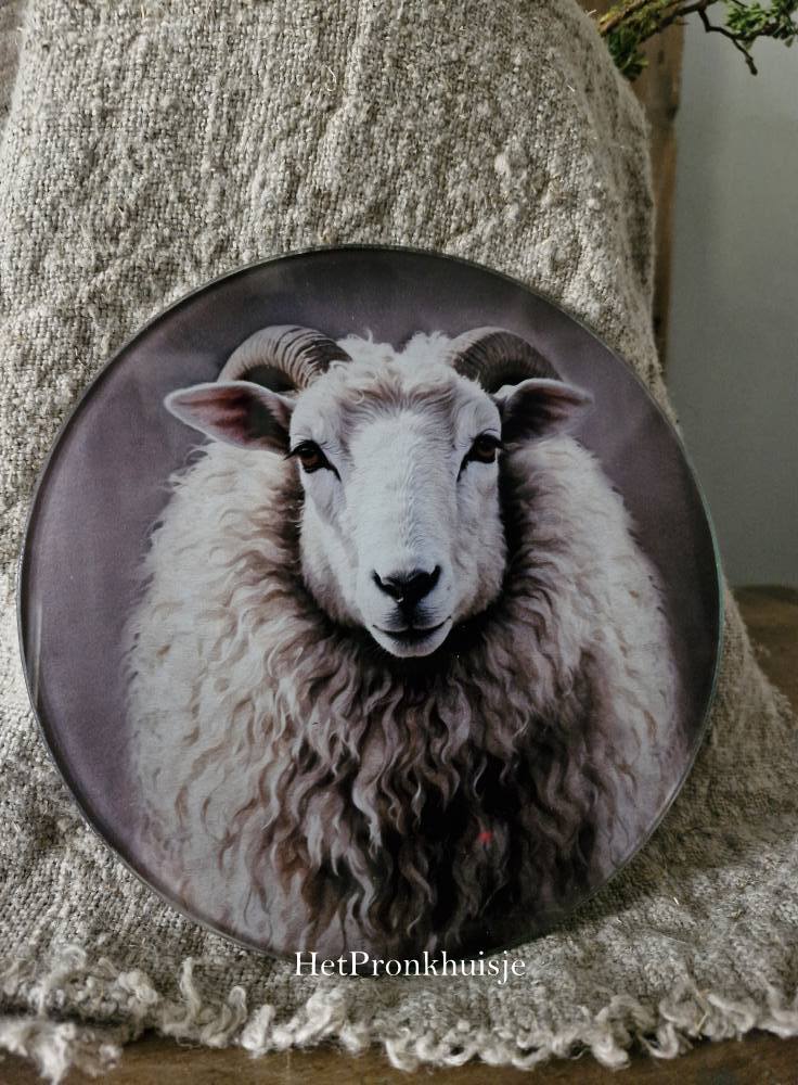Glazen muurcirkel. Schaap