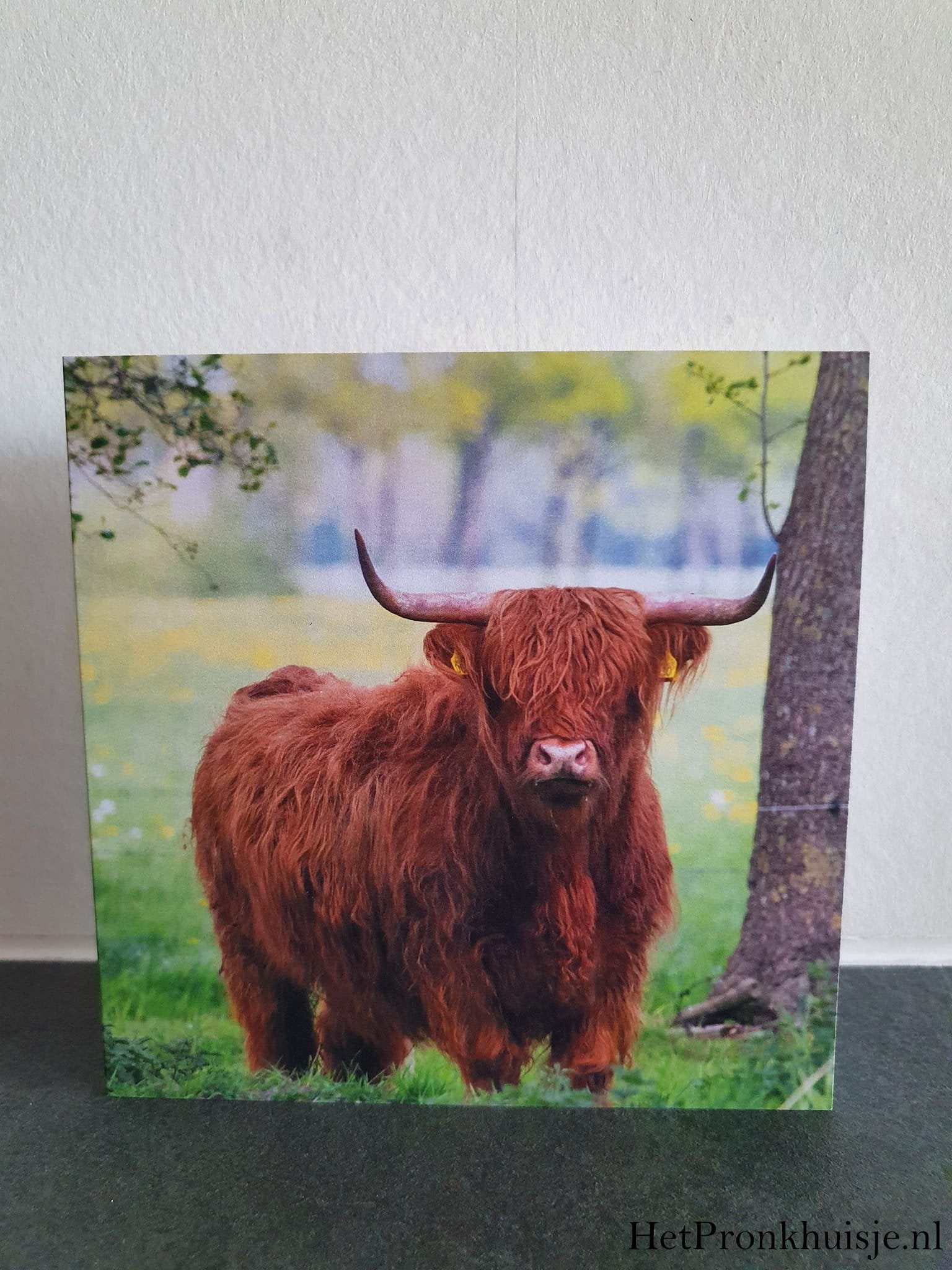 Kaart. Hooglander in gras