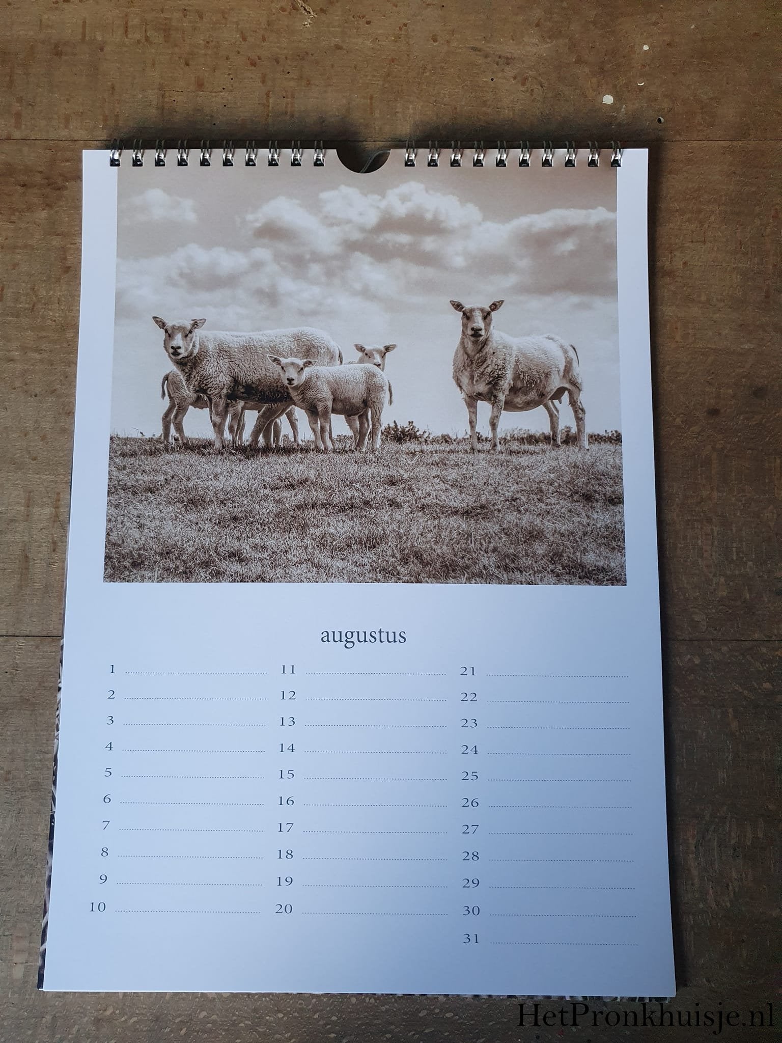 Kalender. Schaap