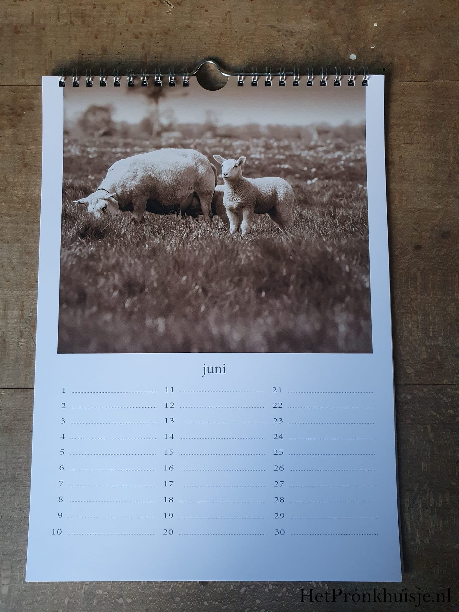 Kalender. Schaap