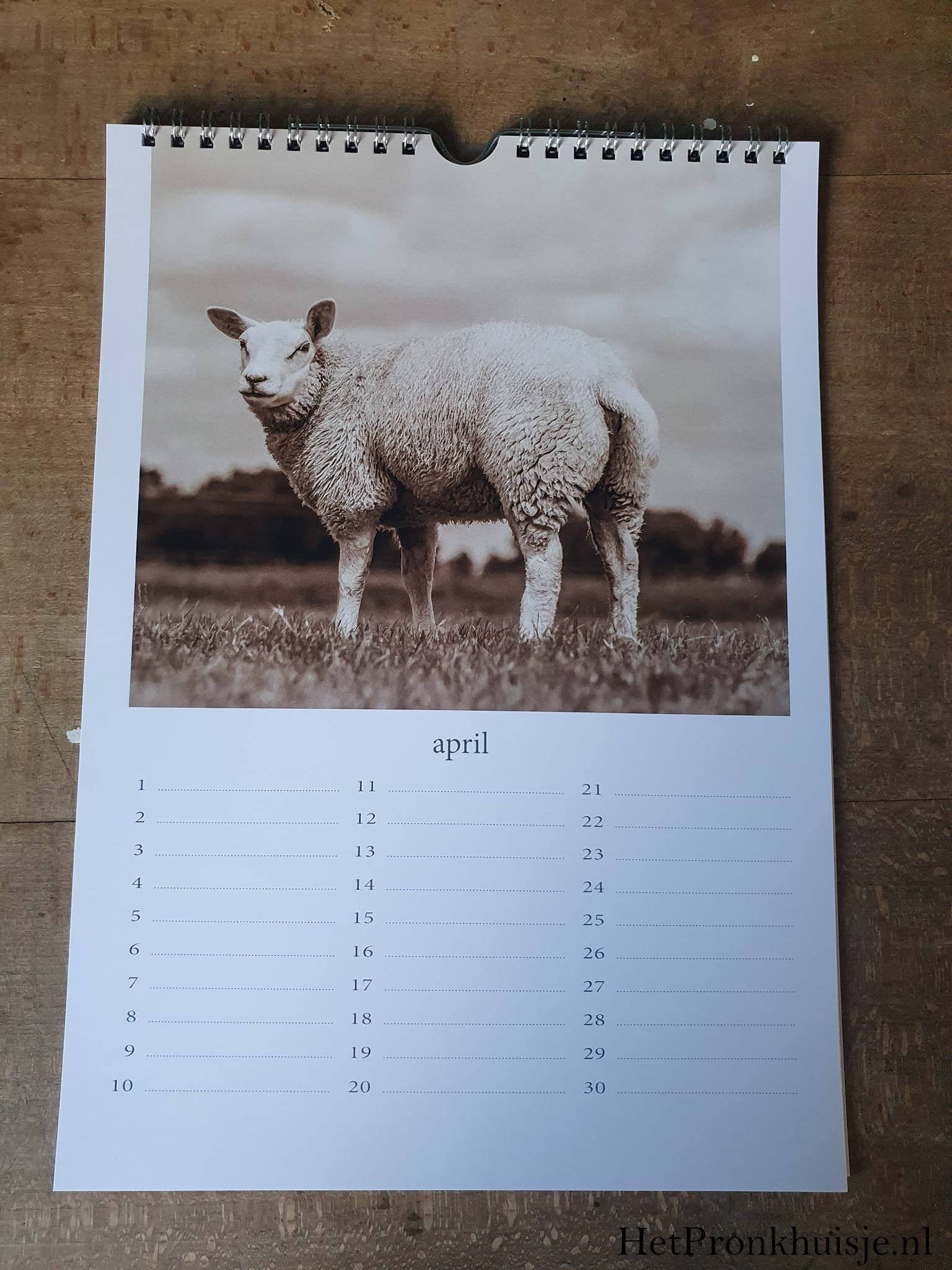 Kalender. Schaap