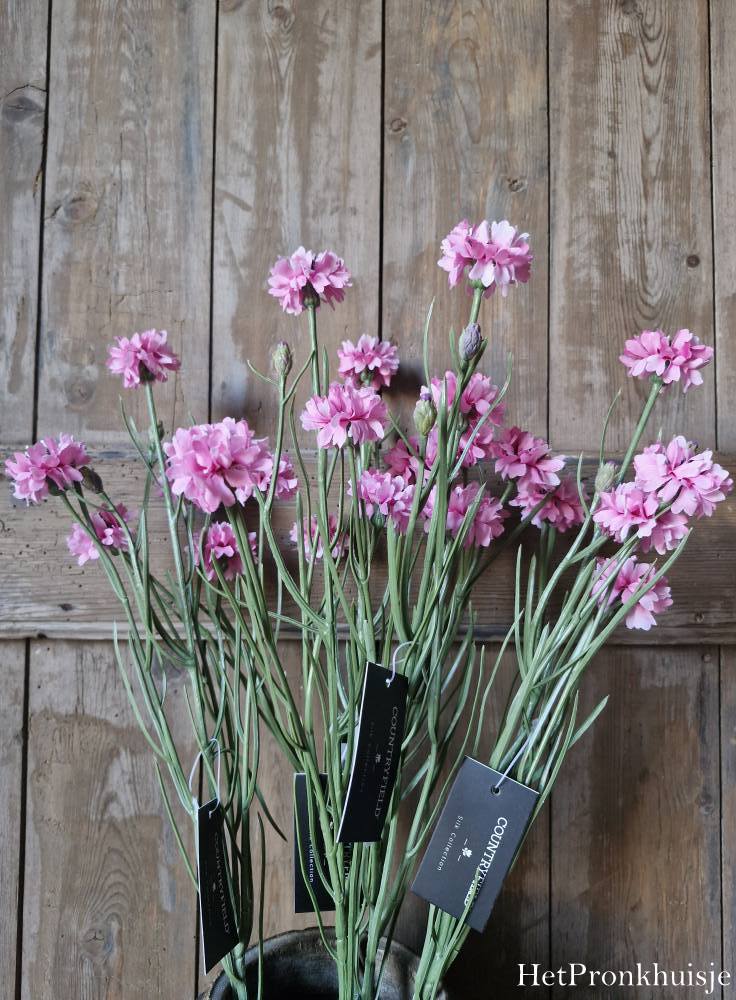 Korenbloem roze