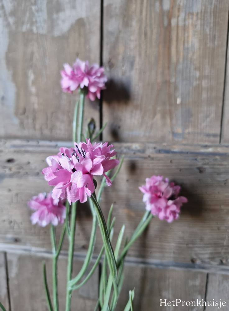 Korenbloem roze