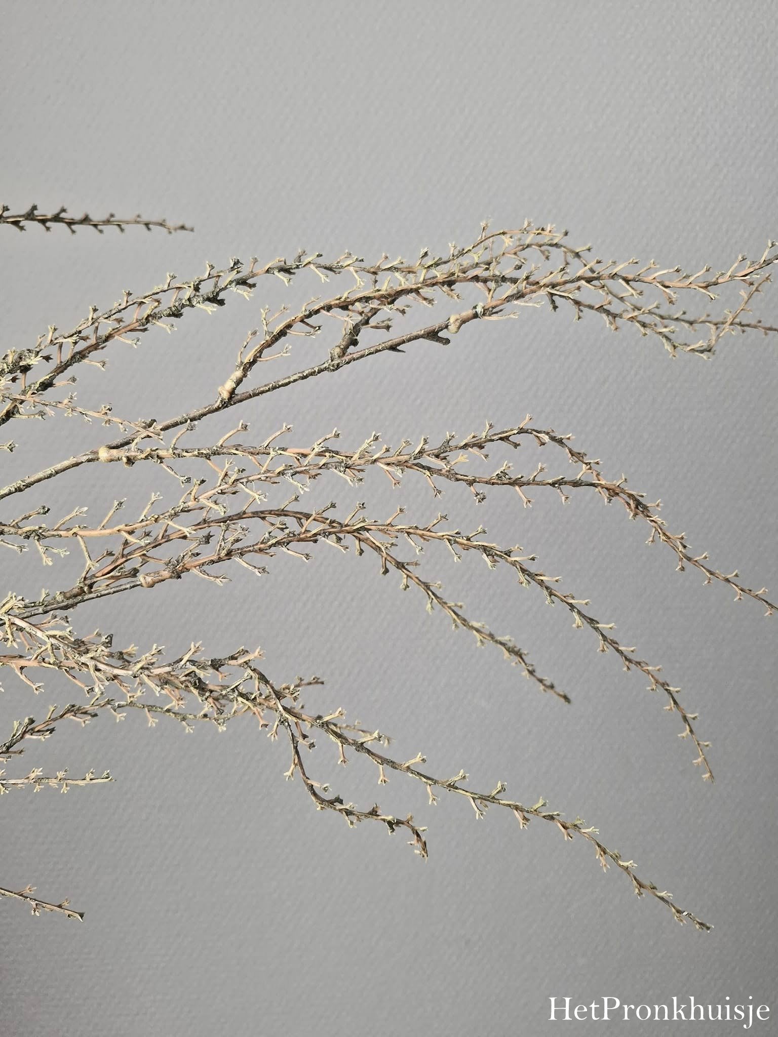 Kunsttak Euphorbia