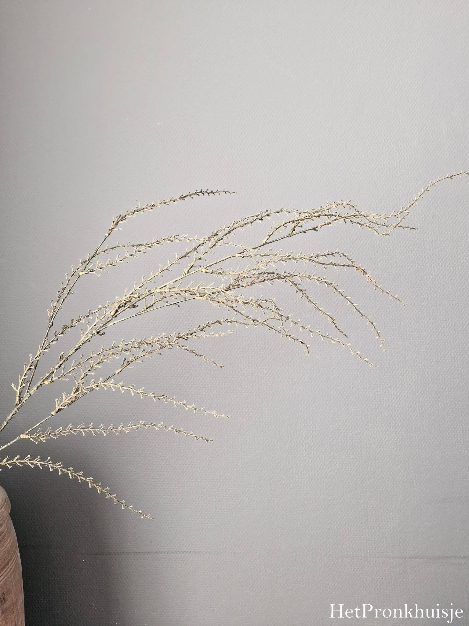 Kunsttak Euphorbia