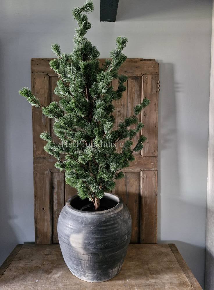 Larix boom. Middel