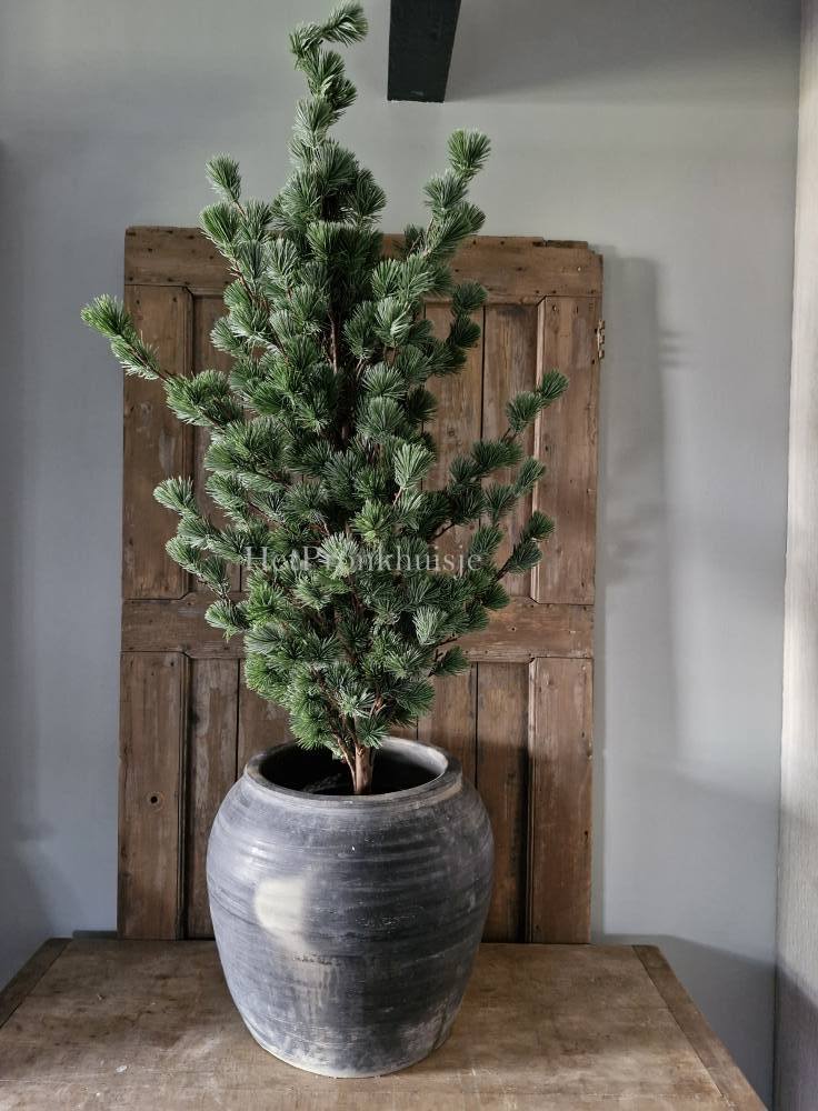 Larix boom. Groot