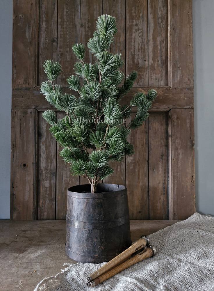 Larix boom. Klein