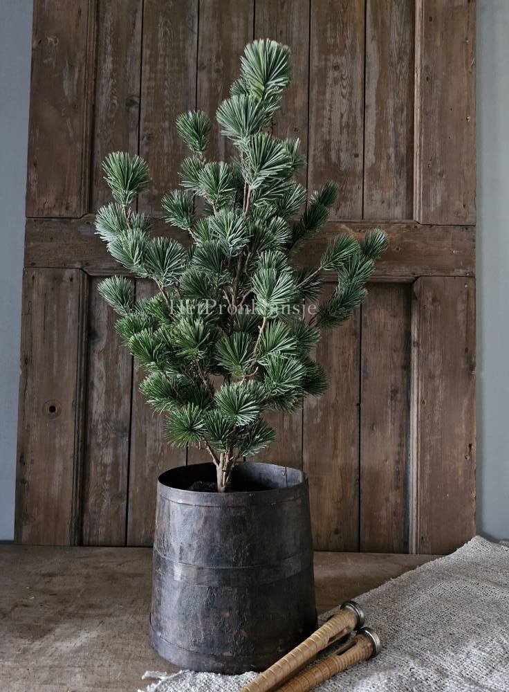 Larix boom. Klein