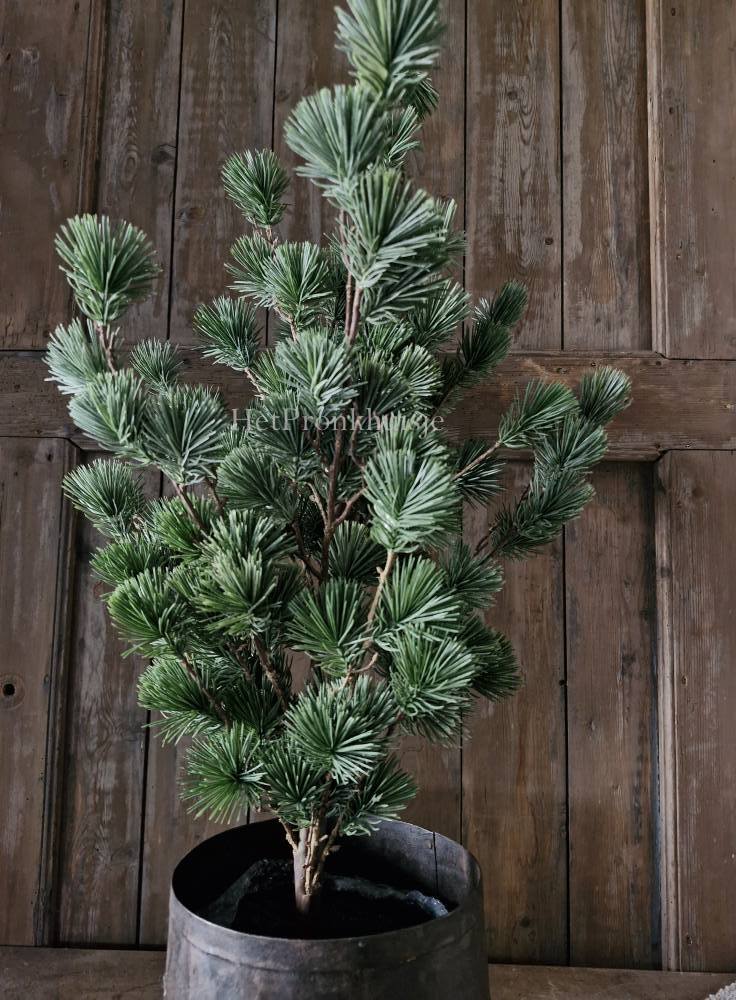 Larix boom. Klein