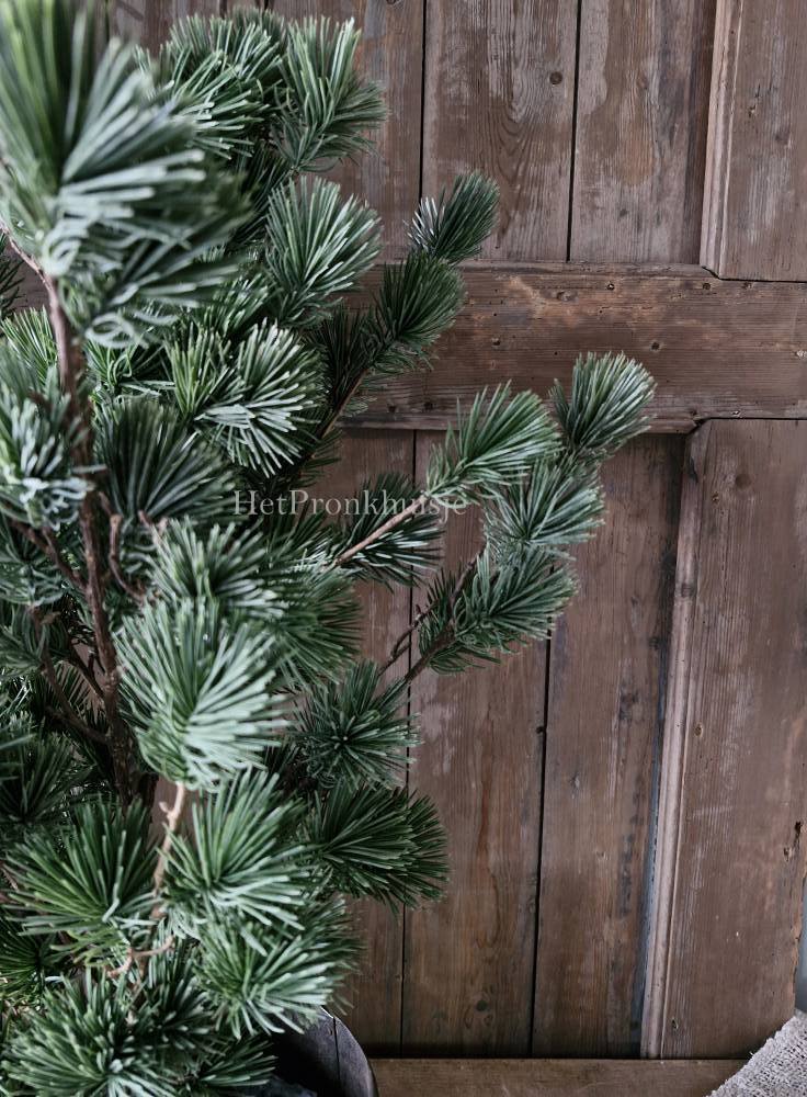 Larix boom. Klein