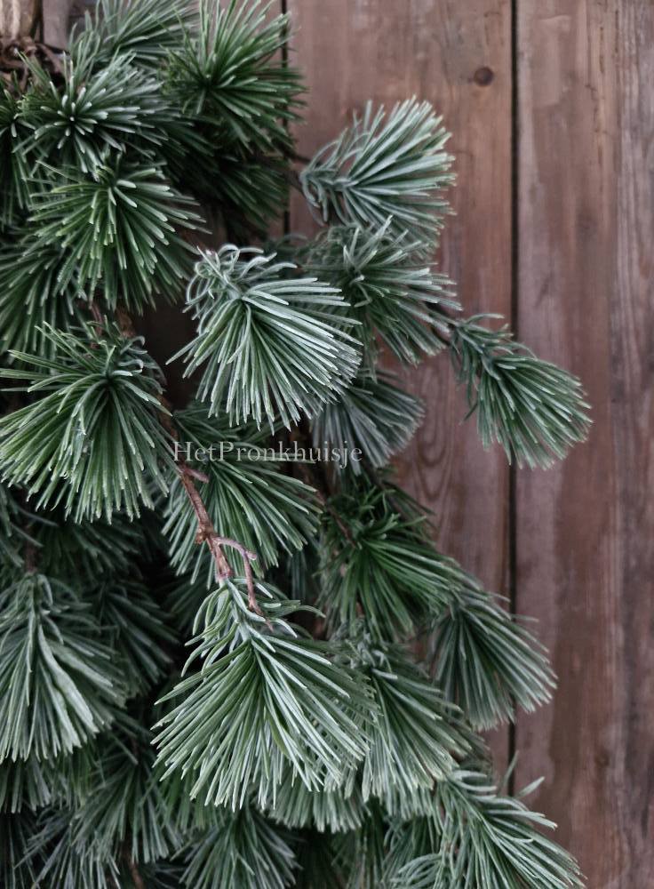 Larix toef. Real touch