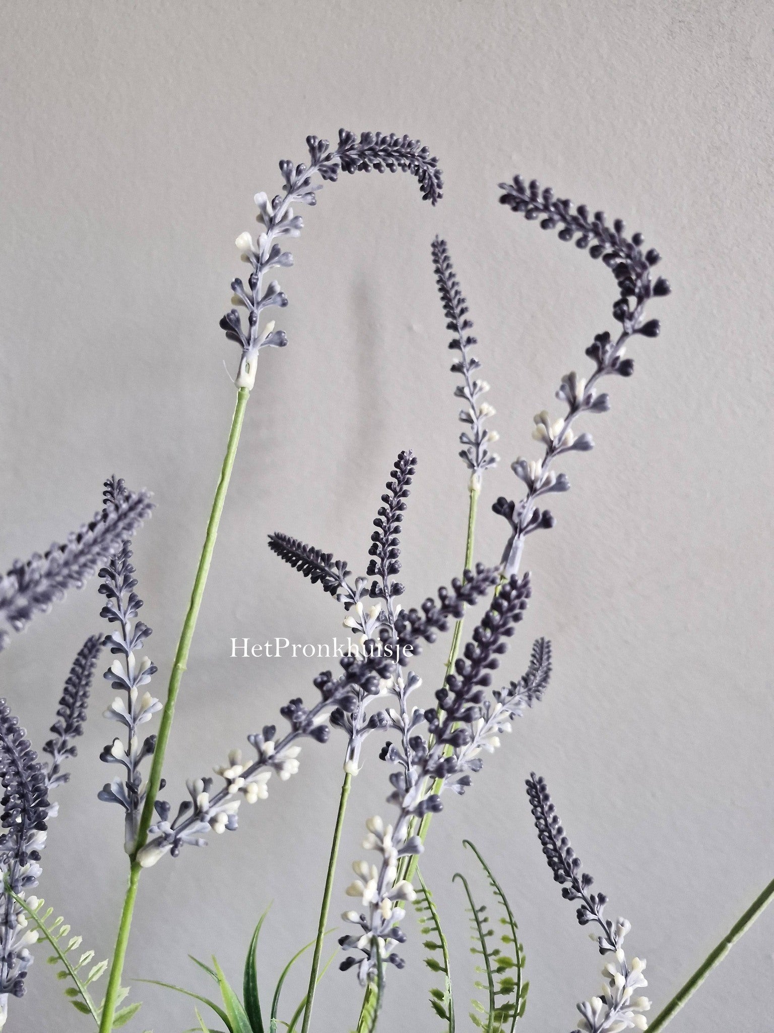 Lavendel tak. Wit paars