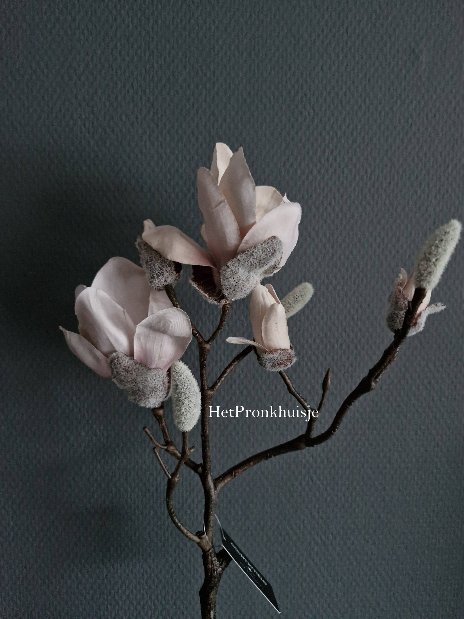 Magnolia tak. Zacht roze