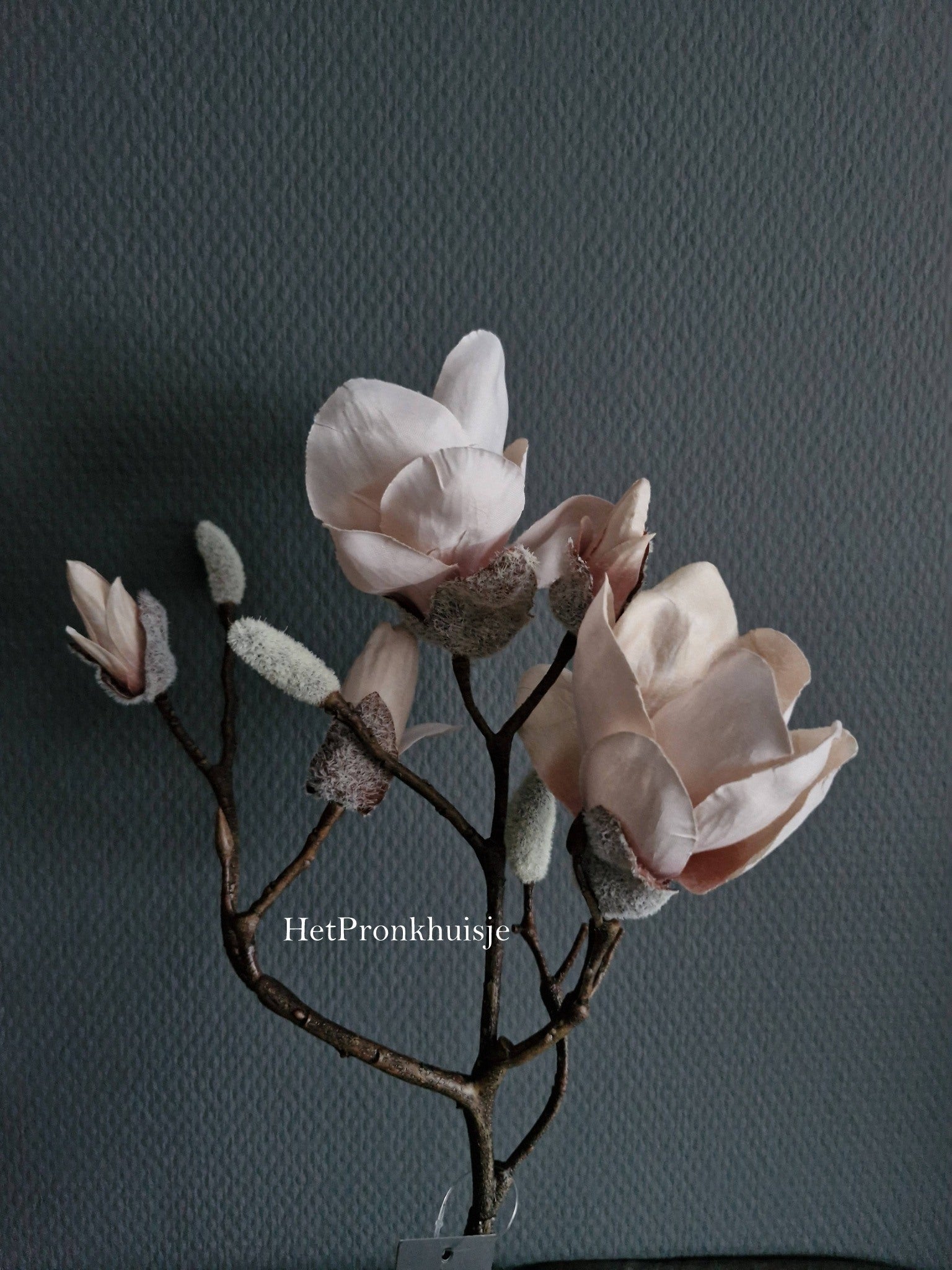 Magnolia tak. Zacht roze