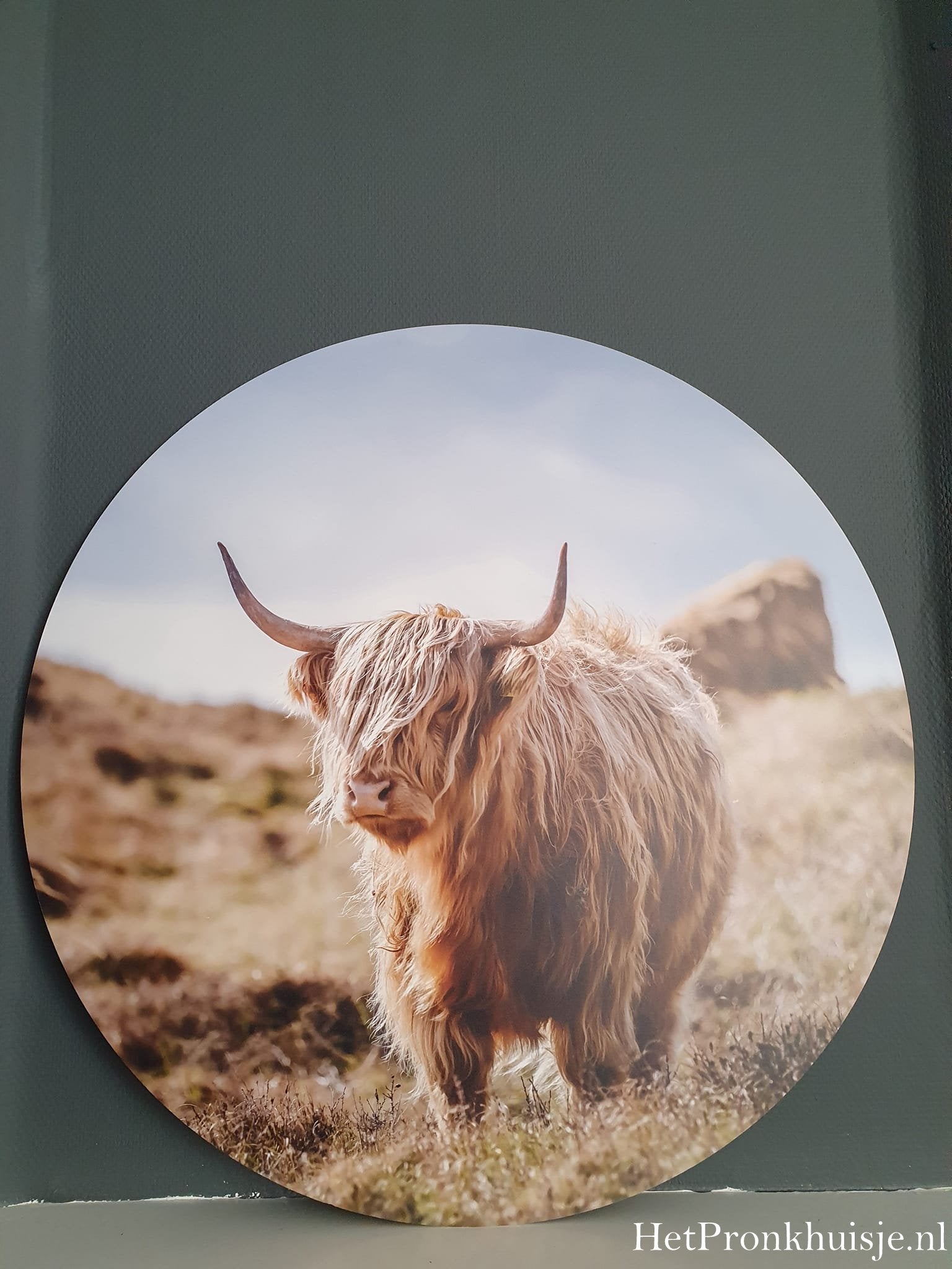 Muurcirkel. Hooglander