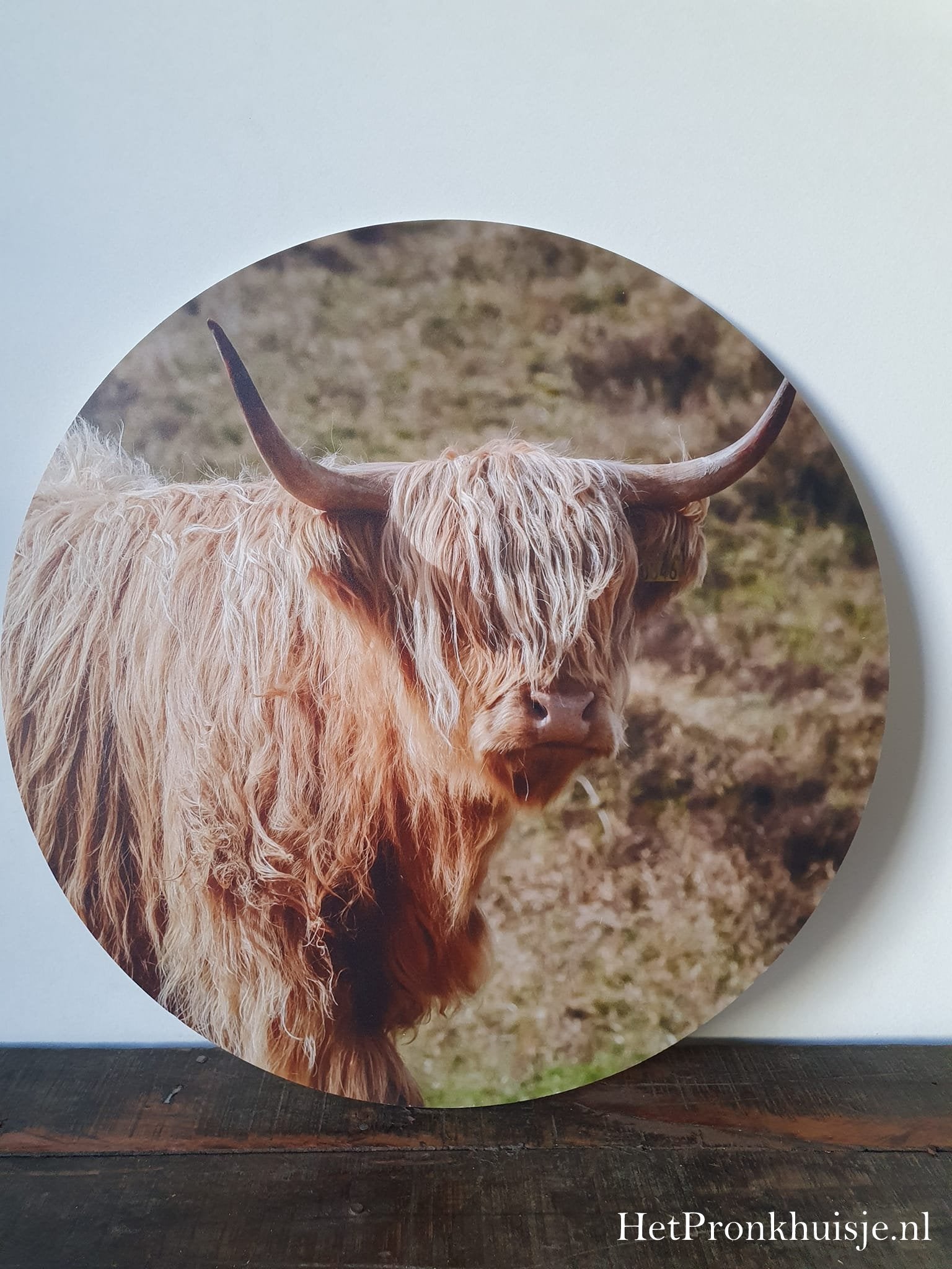 Muurcirkel. Hooglander in gras.