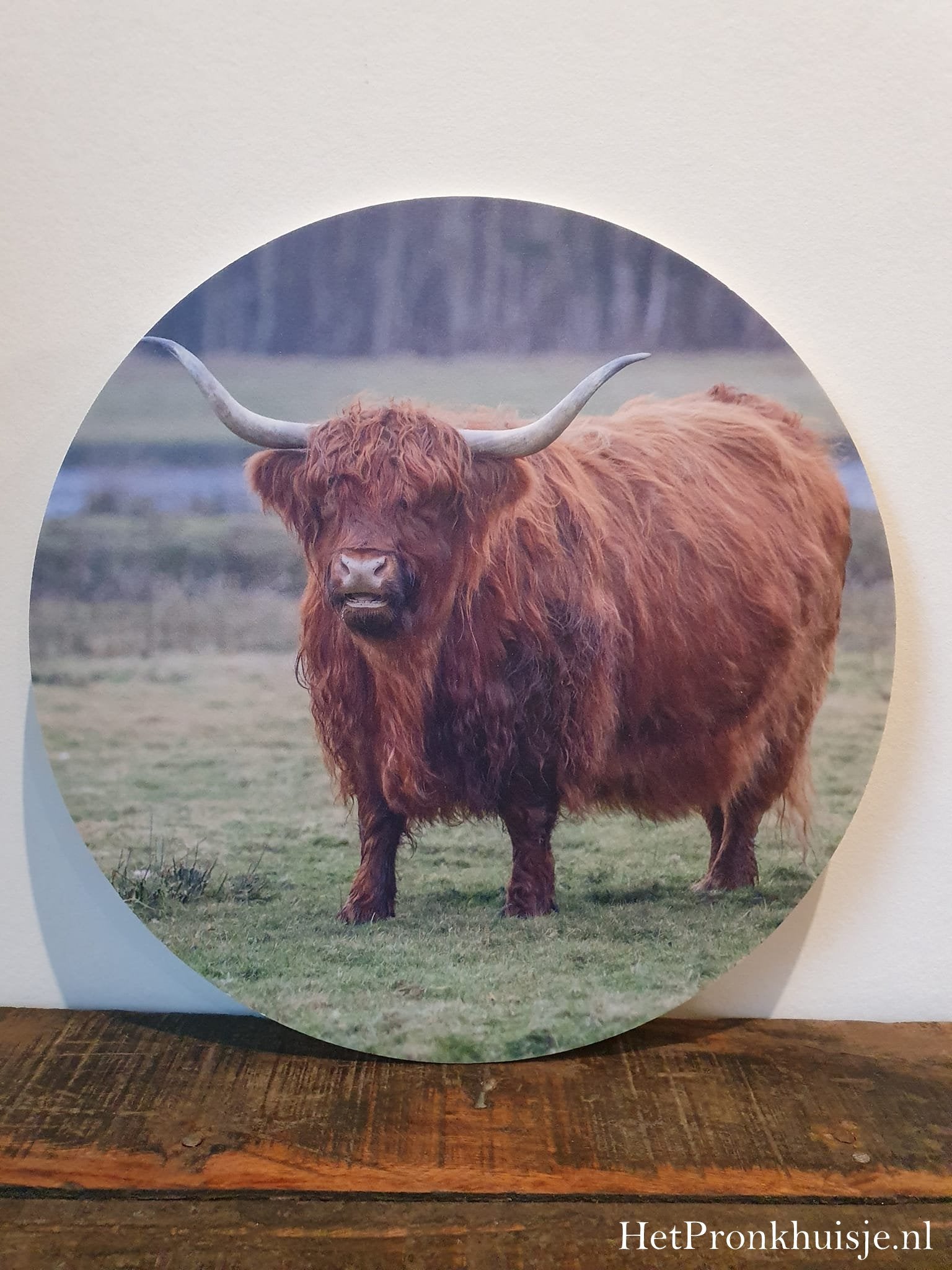 Muurcirkel. Hooglander in veld.