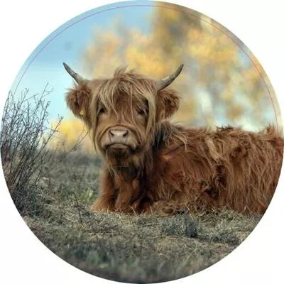 Muurcirkel. Hooglander liggend in veld.