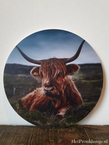 Muurcirkel. Hooglander liggend.