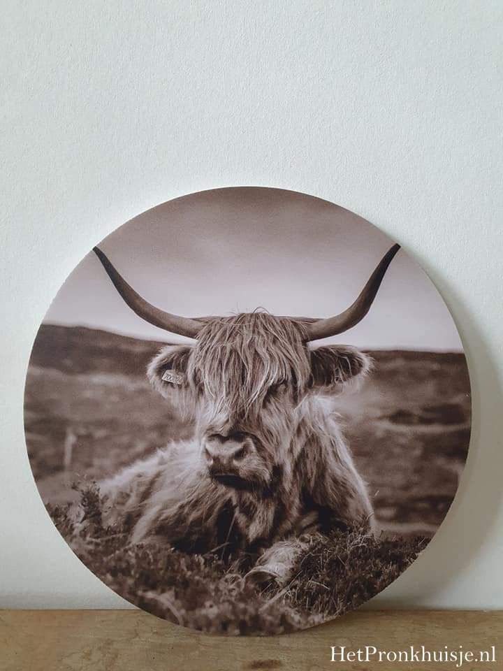 Muurcirkel. Hooglander liggend. Sepia.