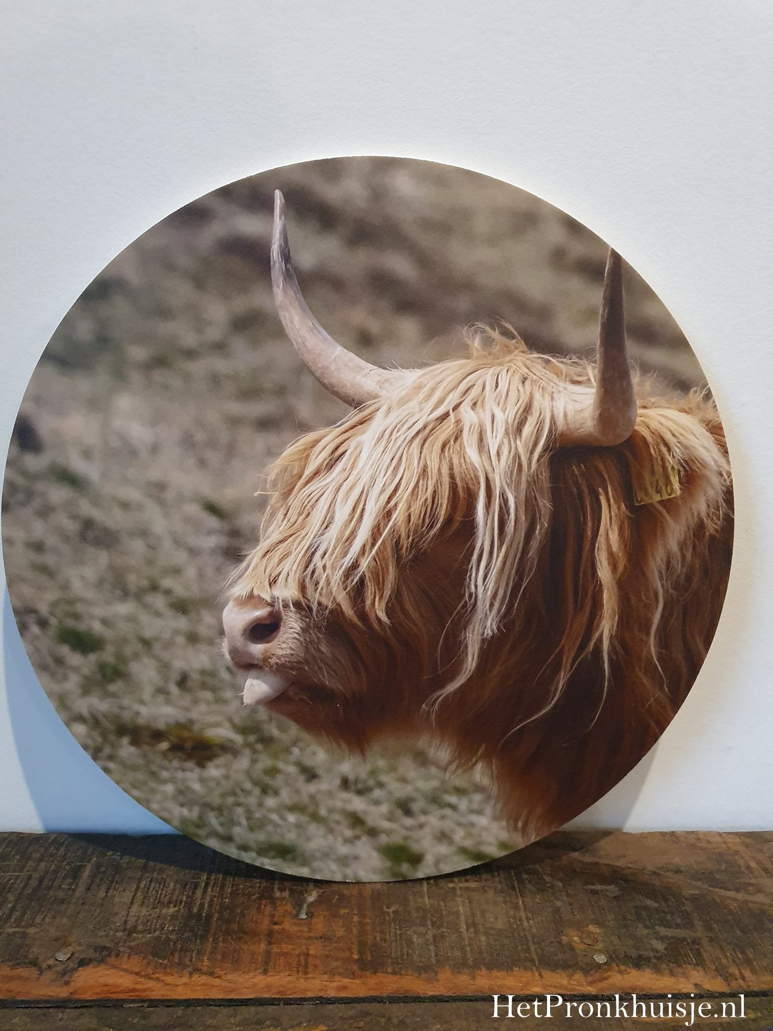 Muurcirkel. Hooglander nr3.