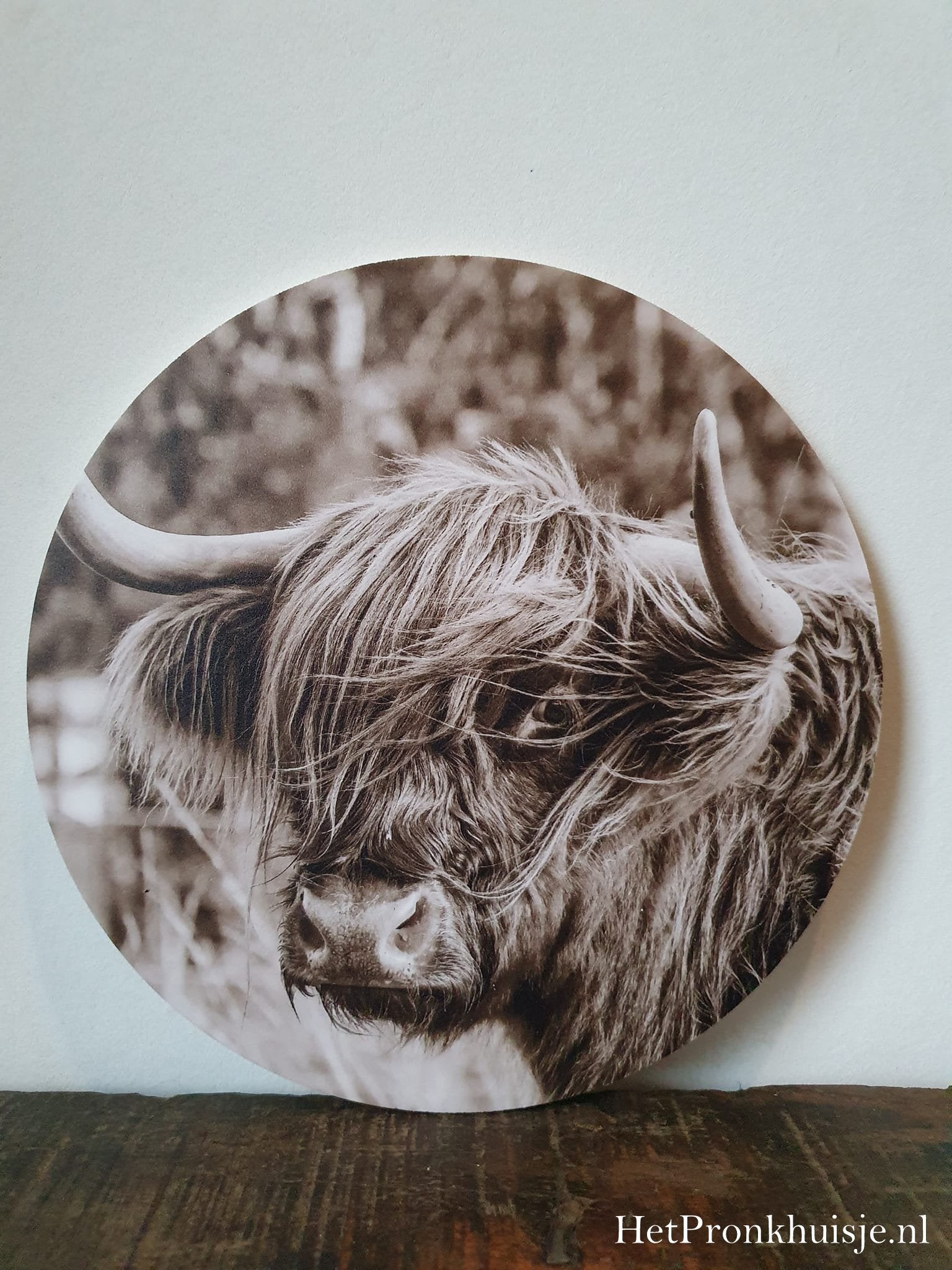 Muurcirkel. Hooglander sepia.