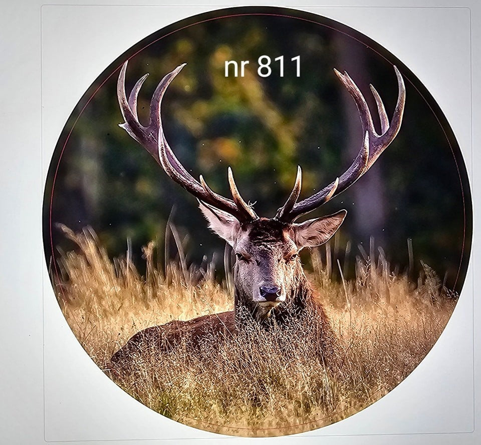 Muurcirkel. Nr811