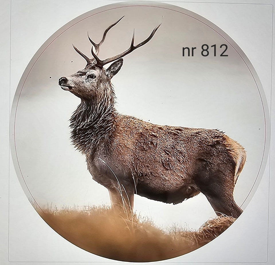 Muurcirkel. Nr812
