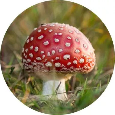 Pannenonderzetter. 15