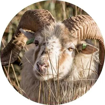 Pannenonderzetter. 37