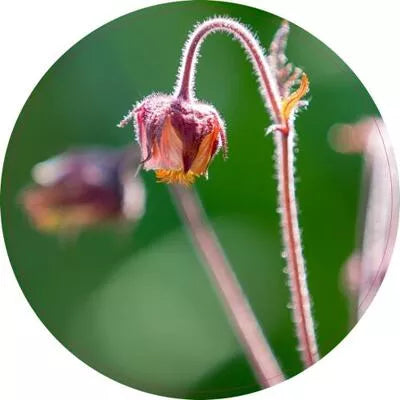 Pannenonderzetter. 5