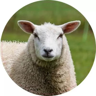 Pannenonderzetter. 7