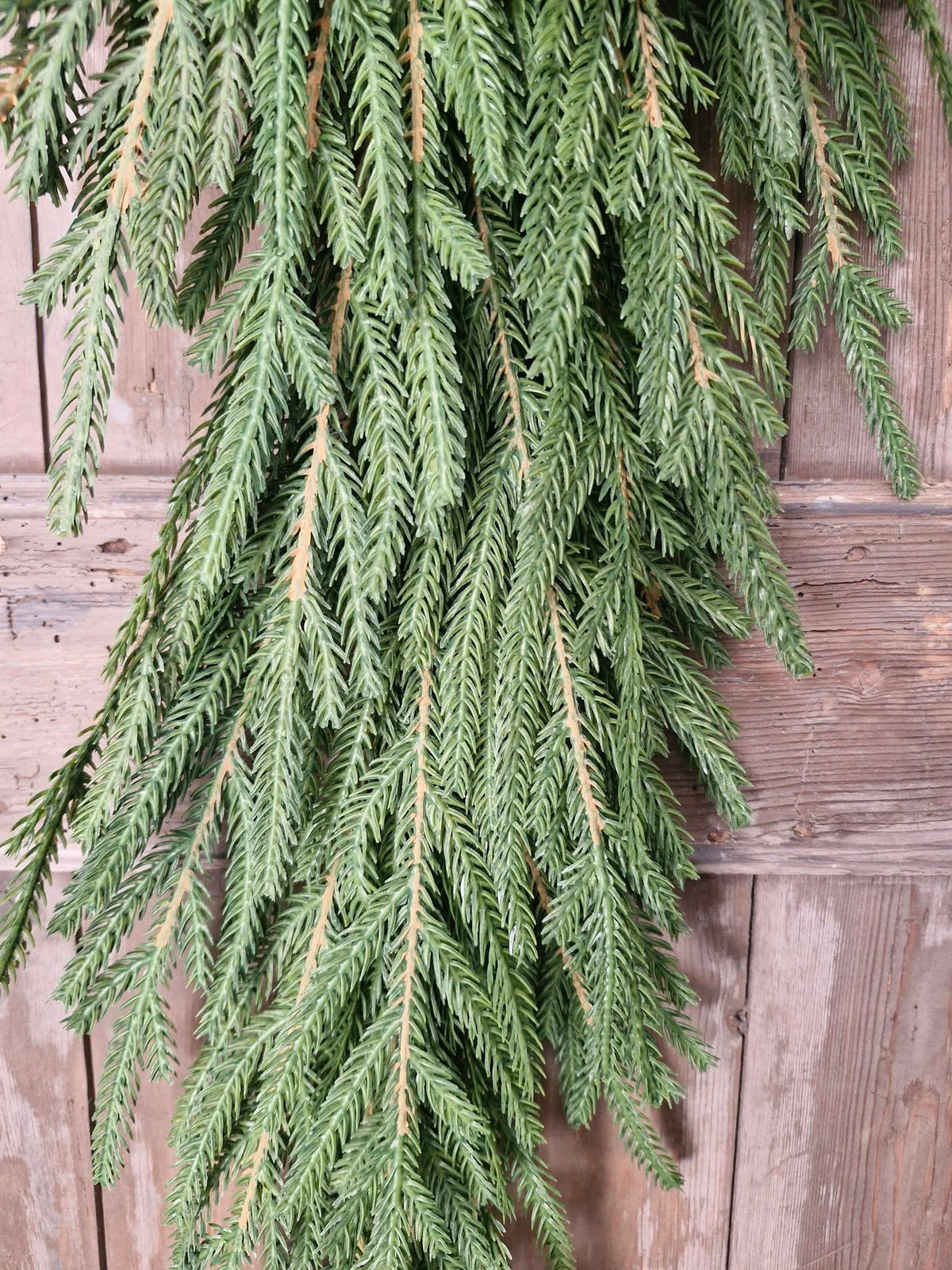 Picea Abies toef. Real Touch