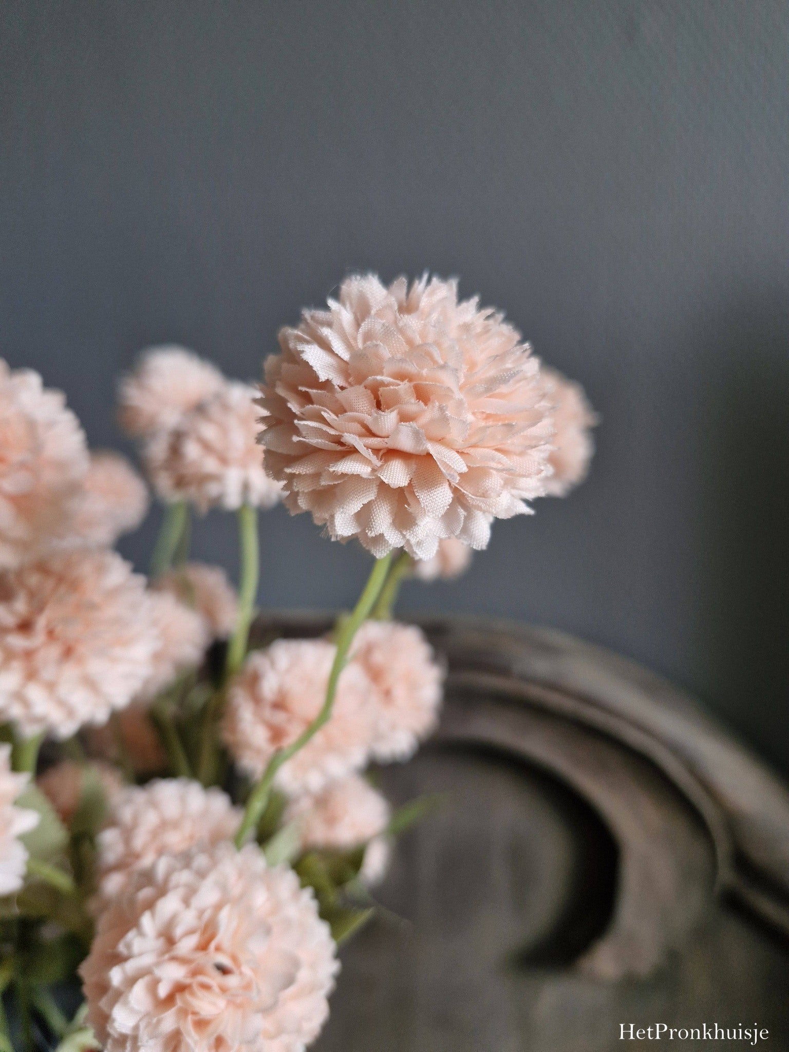 PomPom Dahlia. Roze