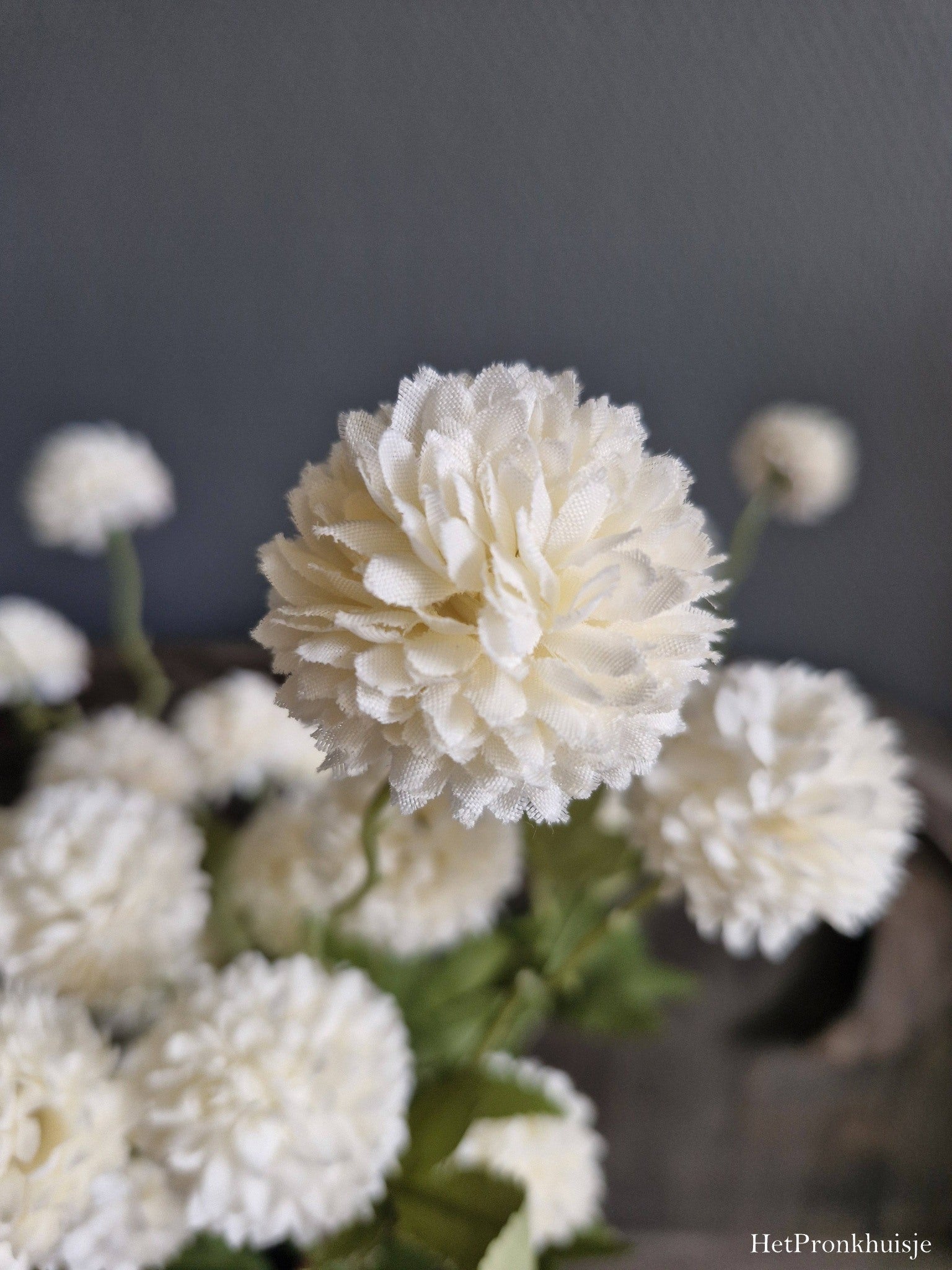 PomPom Dahlia. Wit