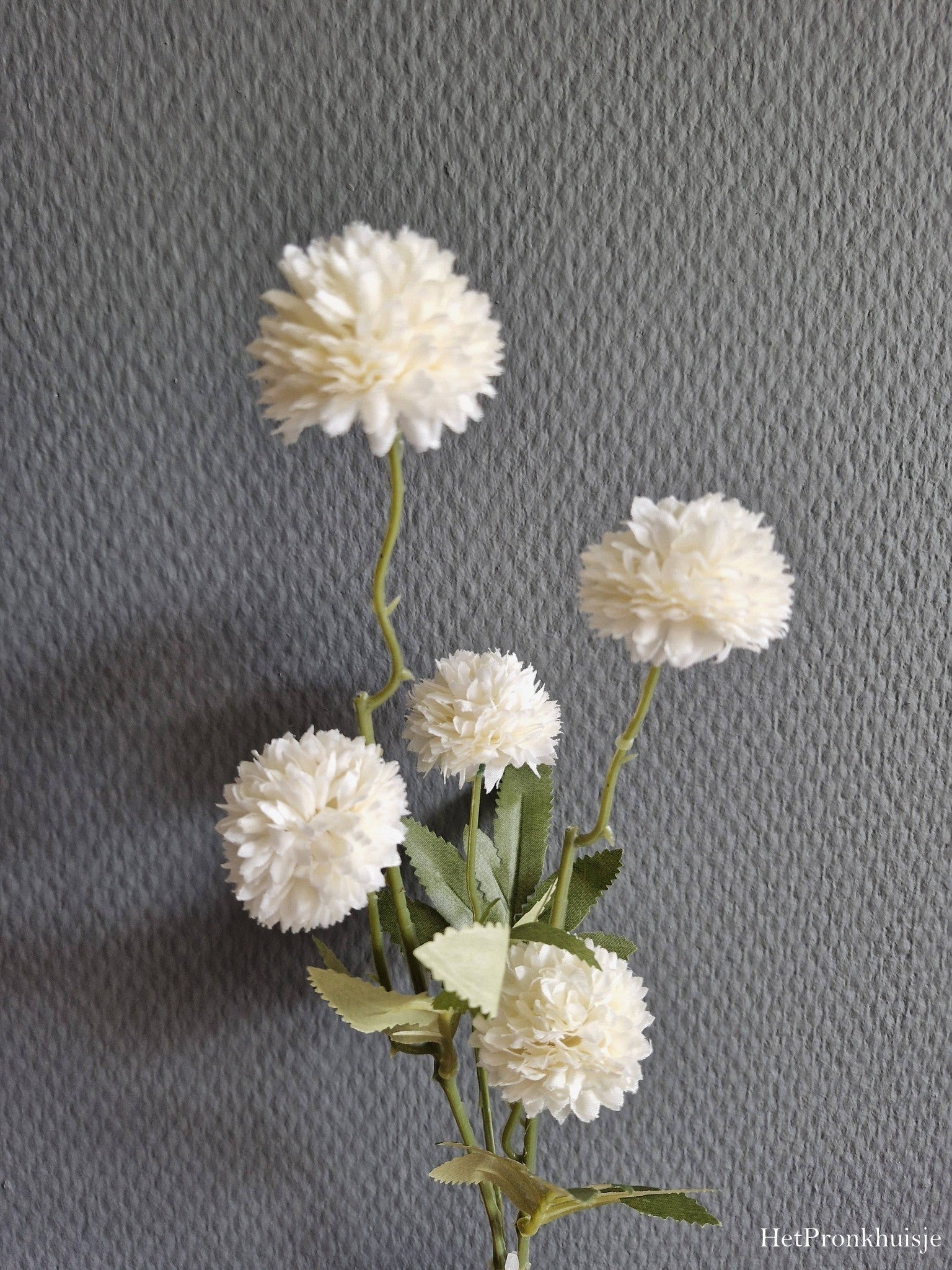 PomPom Dahlia. Wit